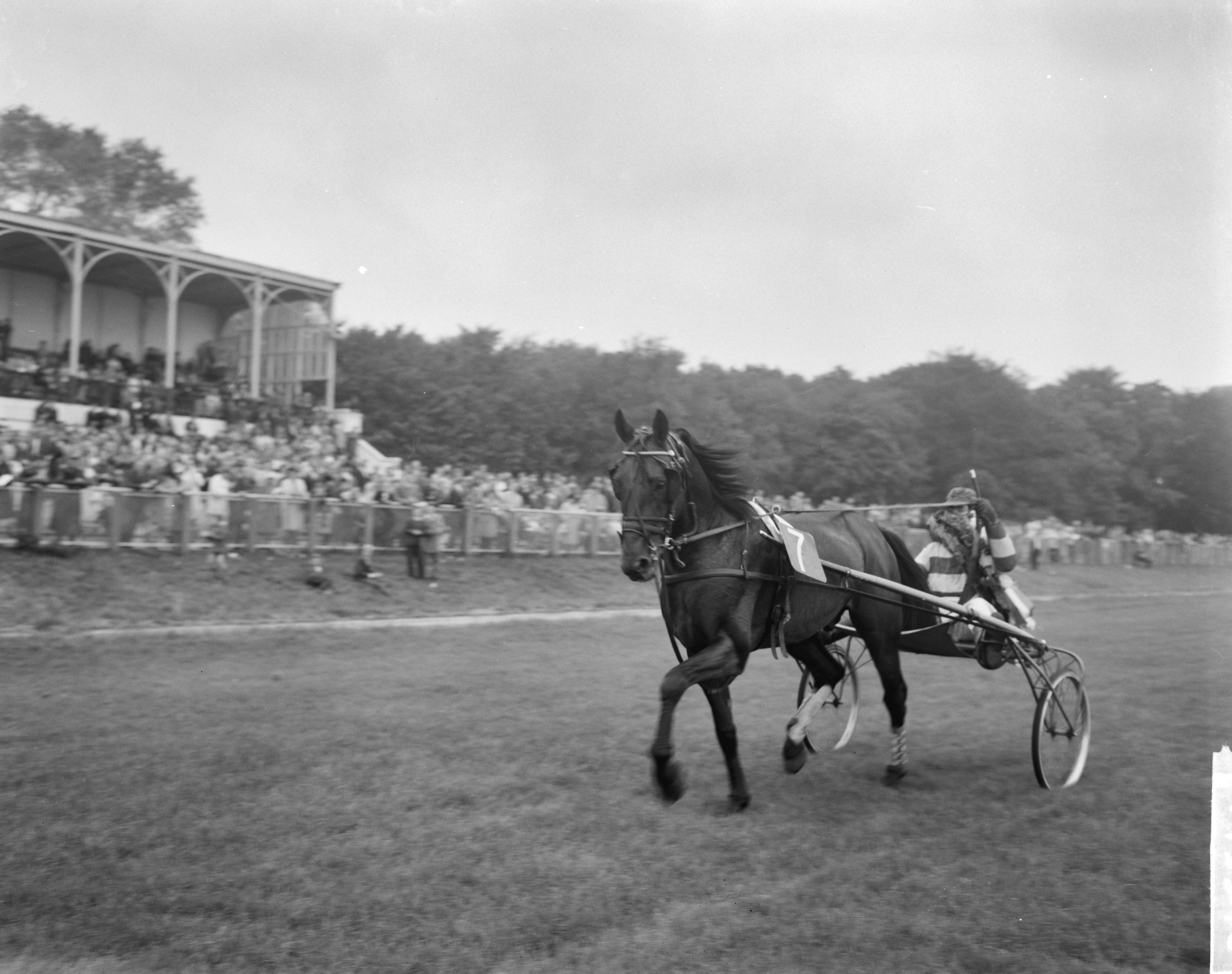 Fotocollectie Anefo — Draverijen te Duindigt om kampioenschap van Nederland, Quicksilver met pikeur J. Wagenaar jr. — Foto: Bilsen, Joop van / Anefo. Licentie: Set B: Rechtenvrij / Publiek Domein. Bron: Nationaal Archief. http://hdl.handle.net/10648/aa189b08-d0b4-102d-bcf8-003048976d84
