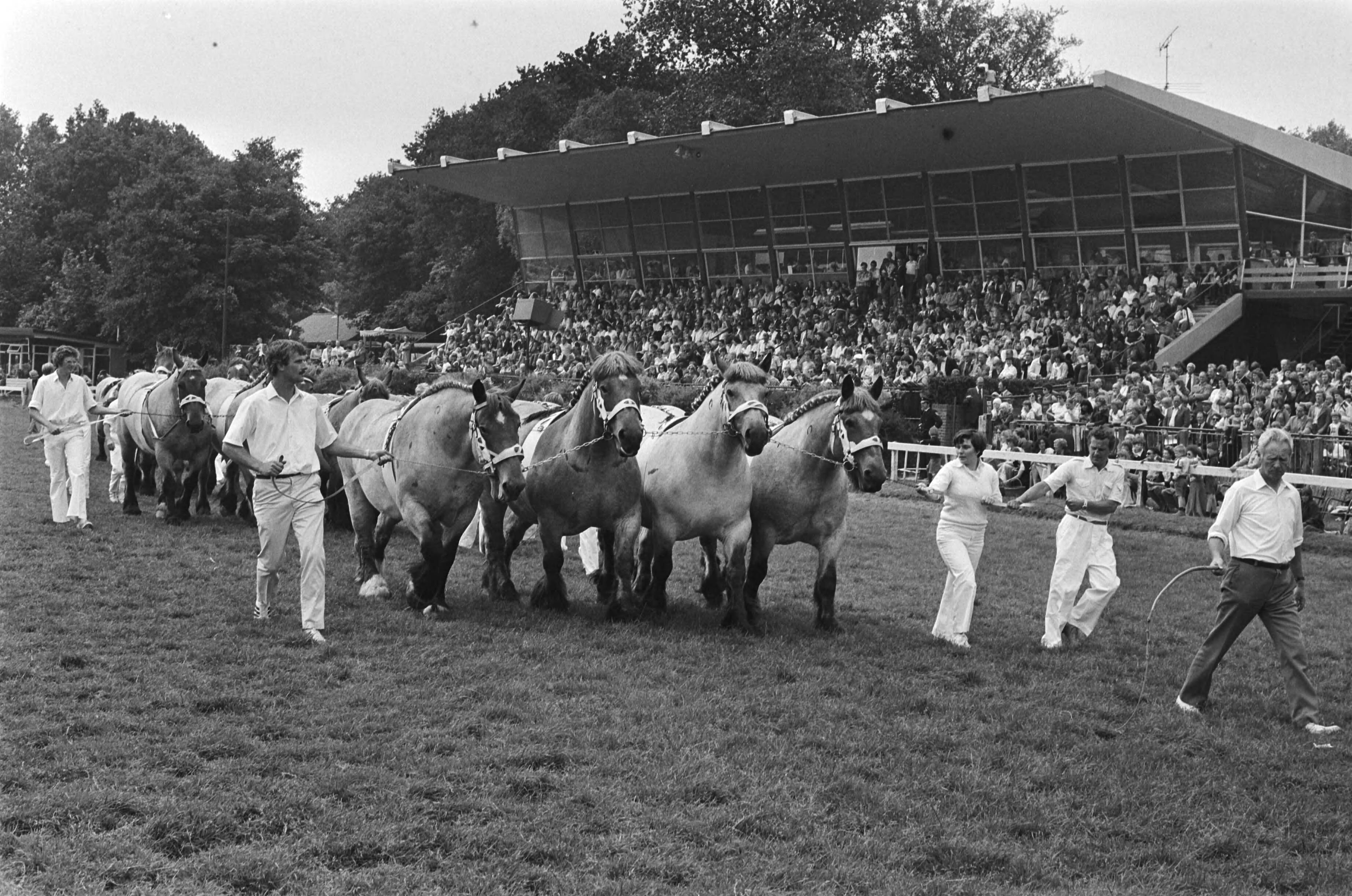 Fotocollectie Anefo — Dag van het paard op Duindigt; trekpaarden tijdens demonstratie — Foto: Peters, Hans / Anefo. Licentie: Set B: Rechtenvrij / Publiek Domein. Bron: Nationaal Archief. http://hdl.handle.net/10648/acb93458-d0b4-102d-bcf8-003048976d84