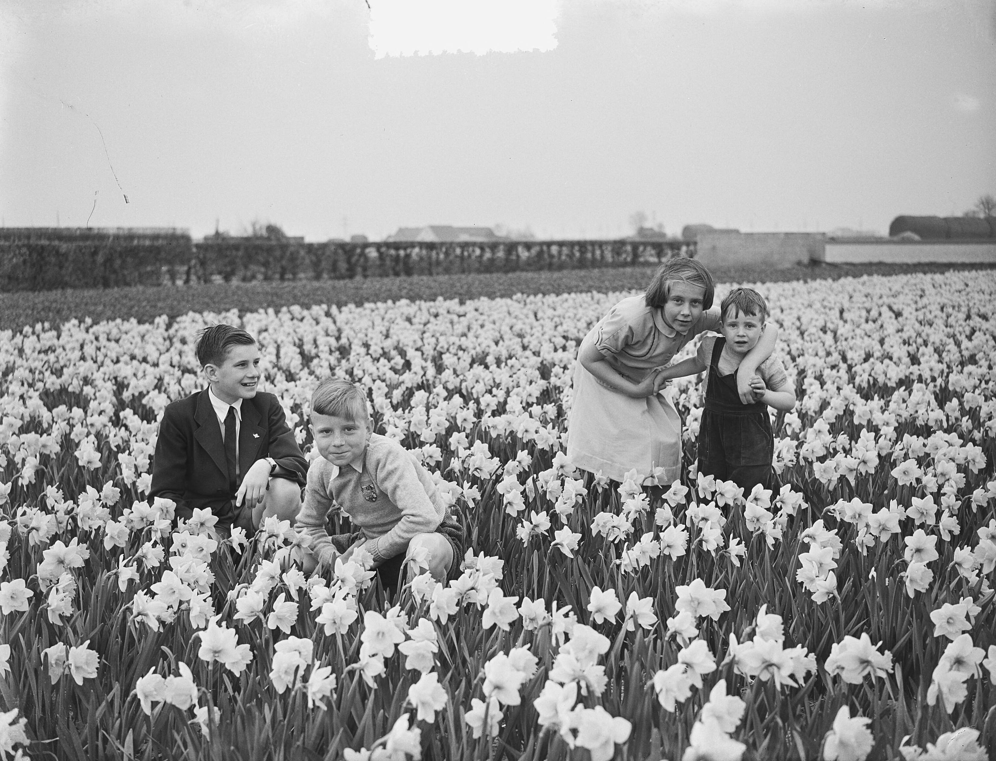 Fotocollectie Anefo — Opnamen familie Smulders Voorburg. Kinderen in een narcissenveld — Foto: Bilsen, Joop van / Anefo. Licentie: Set B: Rechtenvrij / Publiek Domein. Bron: Nationaal Archief. http://hdl.handle.net/10648/a90a266e-d0b4-102d-bcf8-003048976d84