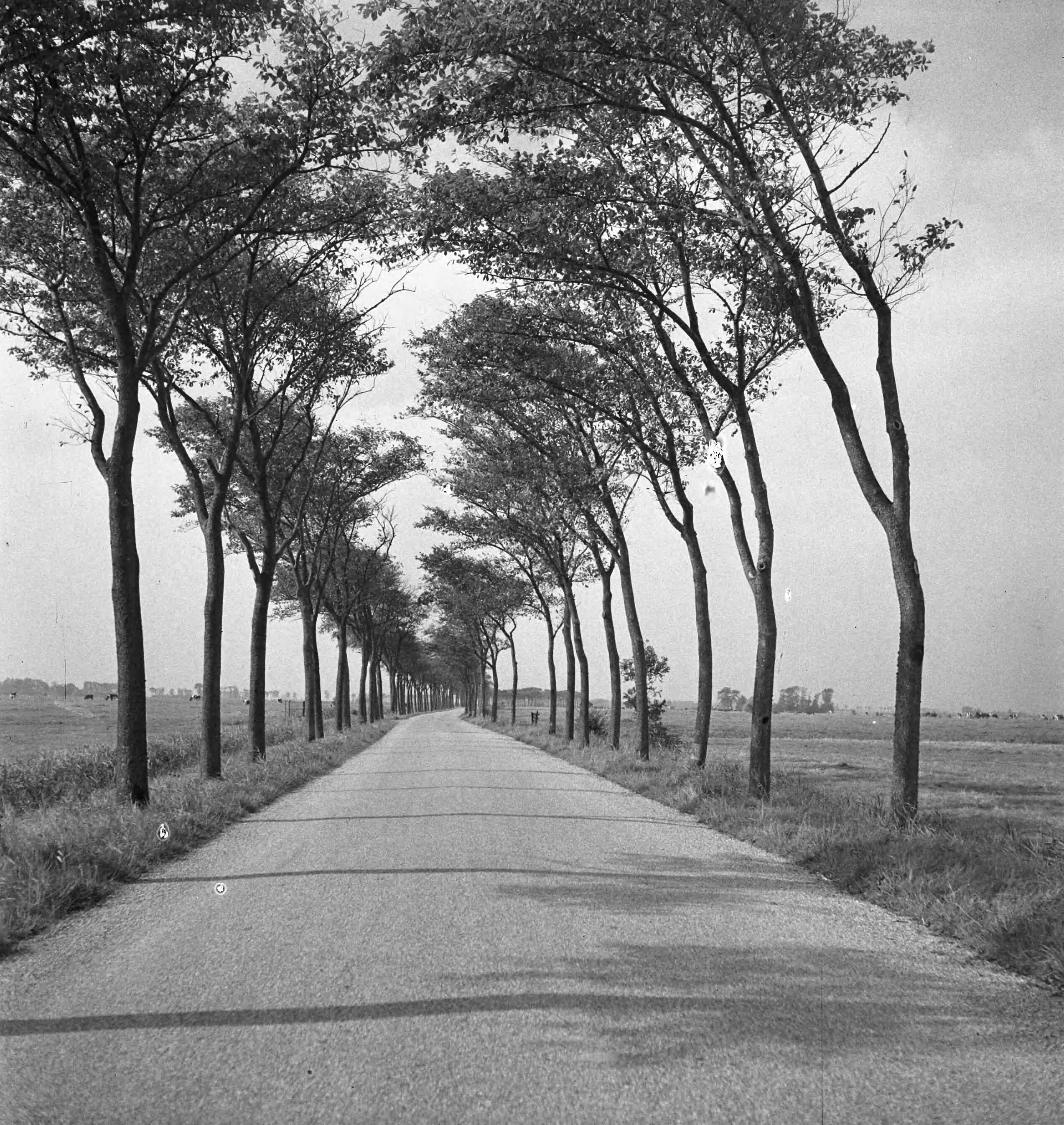 Fotocollectie Nederlandse Heidemaatschappij — Iepen wegbeplanting in de provincie Groningen — Foto: Tromp, [...] / Heidemij. Licentie: Set B: Rechtenvrij / Publiek Domein. Bron: Nationaal Archief. http://hdl.handle.net/10648/ae7c7a66-d0b4-102d-bcf8-003048976d84