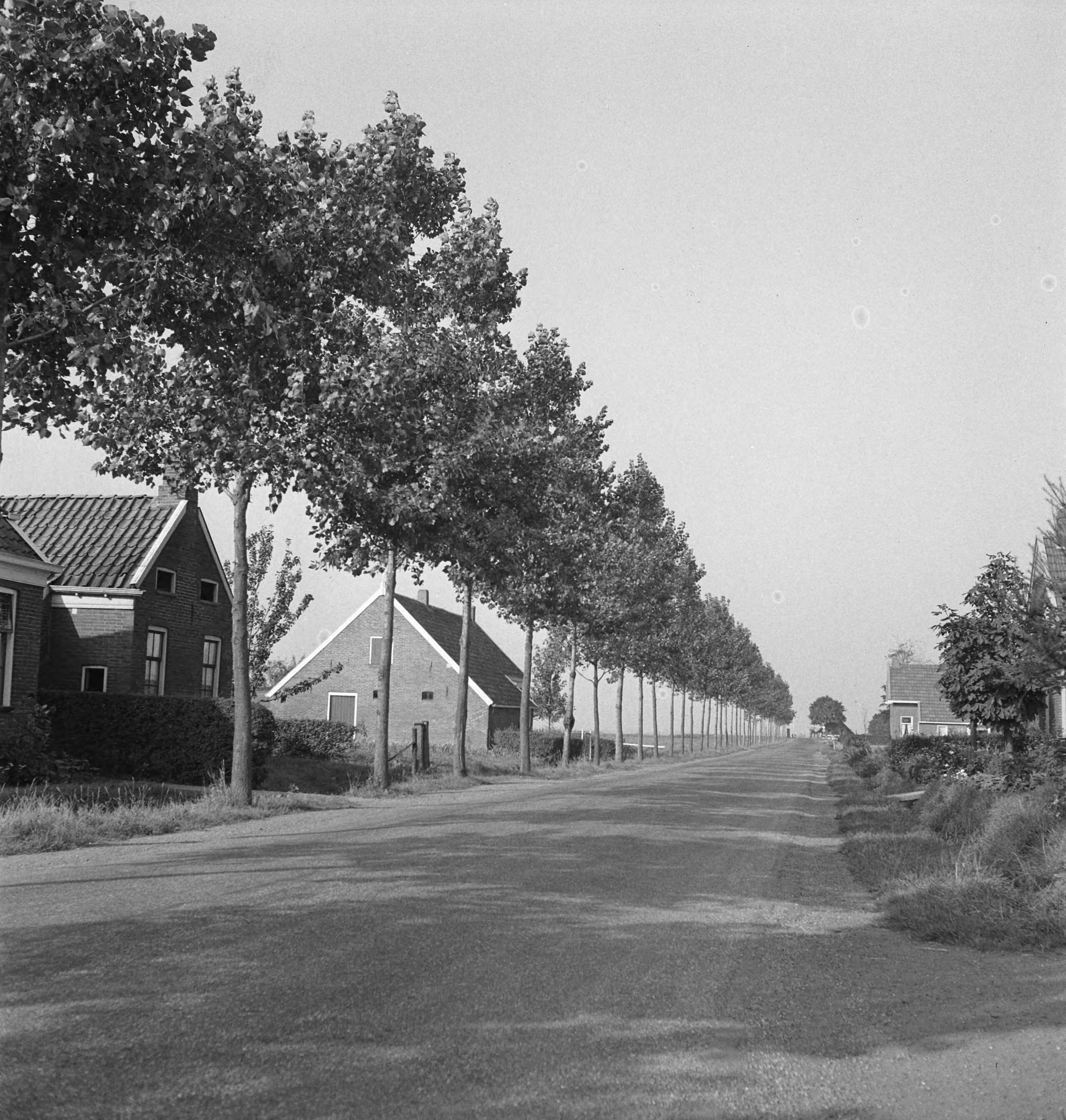 Fotocollectie Nederlandse Heidemaatschappij — Eenzijdige webbeplanting van Populus Robuste te Scheemda (Zwaagsterweg) — Foto: Tromp, [...] / Heidemij. Licentie: Set B: Rechtenvrij / Publiek Domein. Bron: Nationaal Archief. http://hdl.handle.net/10648/ae7c7b24-d0b4-102d-bcf8-003048976d84