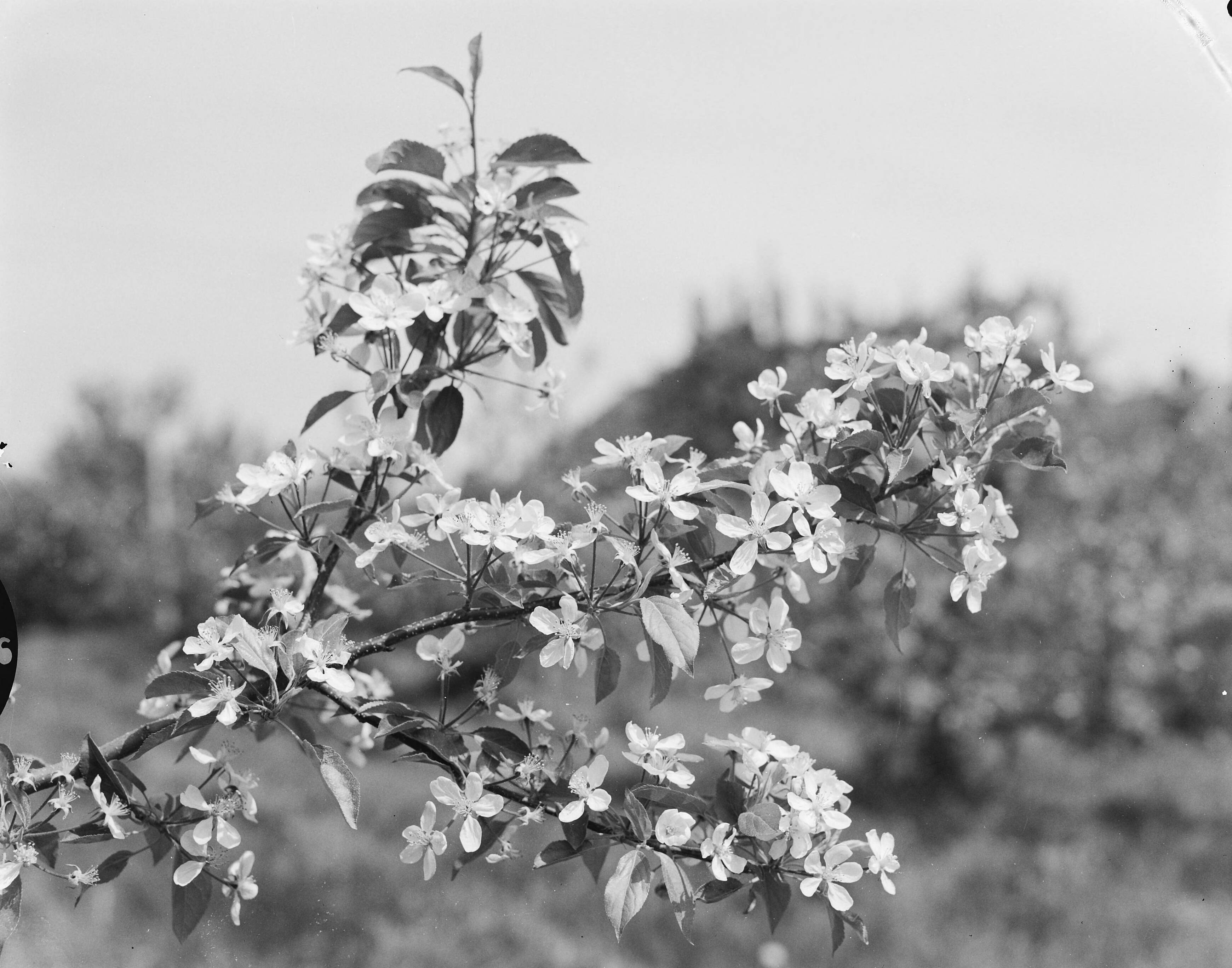 Fotocollectie Nederlandse Heidemaatschappij — Boomgaard Fruitteeltschool te Houten. Detail Golden Delicious — Foto: Eyssen, [...] / Heidemij. Licentie: Set B: Rechtenvrij / Publiek Domein. Bron: Nationaal Archief. http://hdl.handle.net/10648/ae762bca-d0b4-102d-bcf8-003048976d84