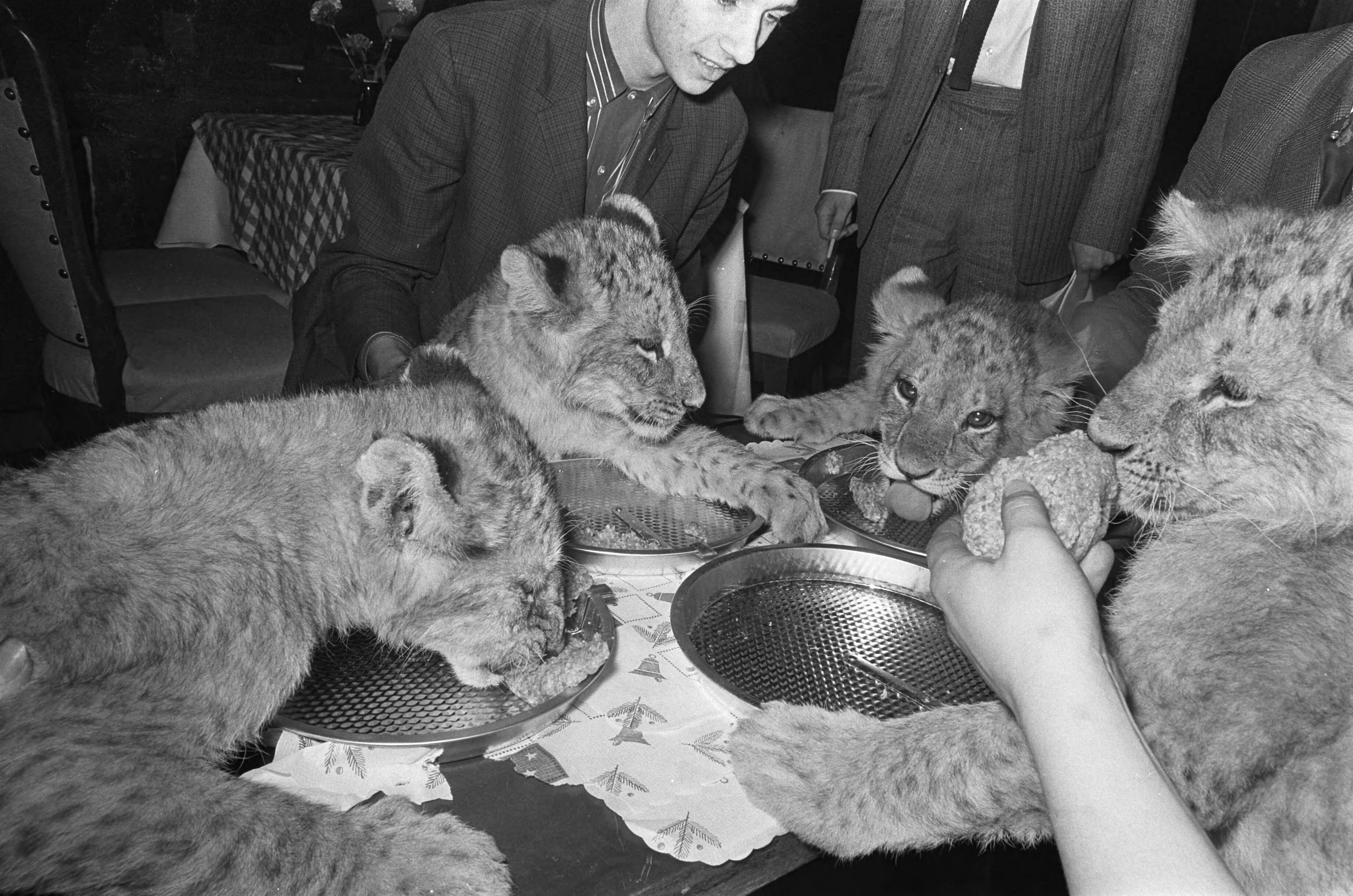 Fotocollectie Anefo — Leeuwtjes dineren in restaurant van Boltini in Soesterberg. De vier aan tafel — Foto: Kroon, Ron / Anefo. Licentie: Set B: Rechtenvrij / Publiek Domein. Bron: Nationaal Archief. http://hdl.handle.net/10648/ab417f68-d0b4-102d-bcf8-003048976d84