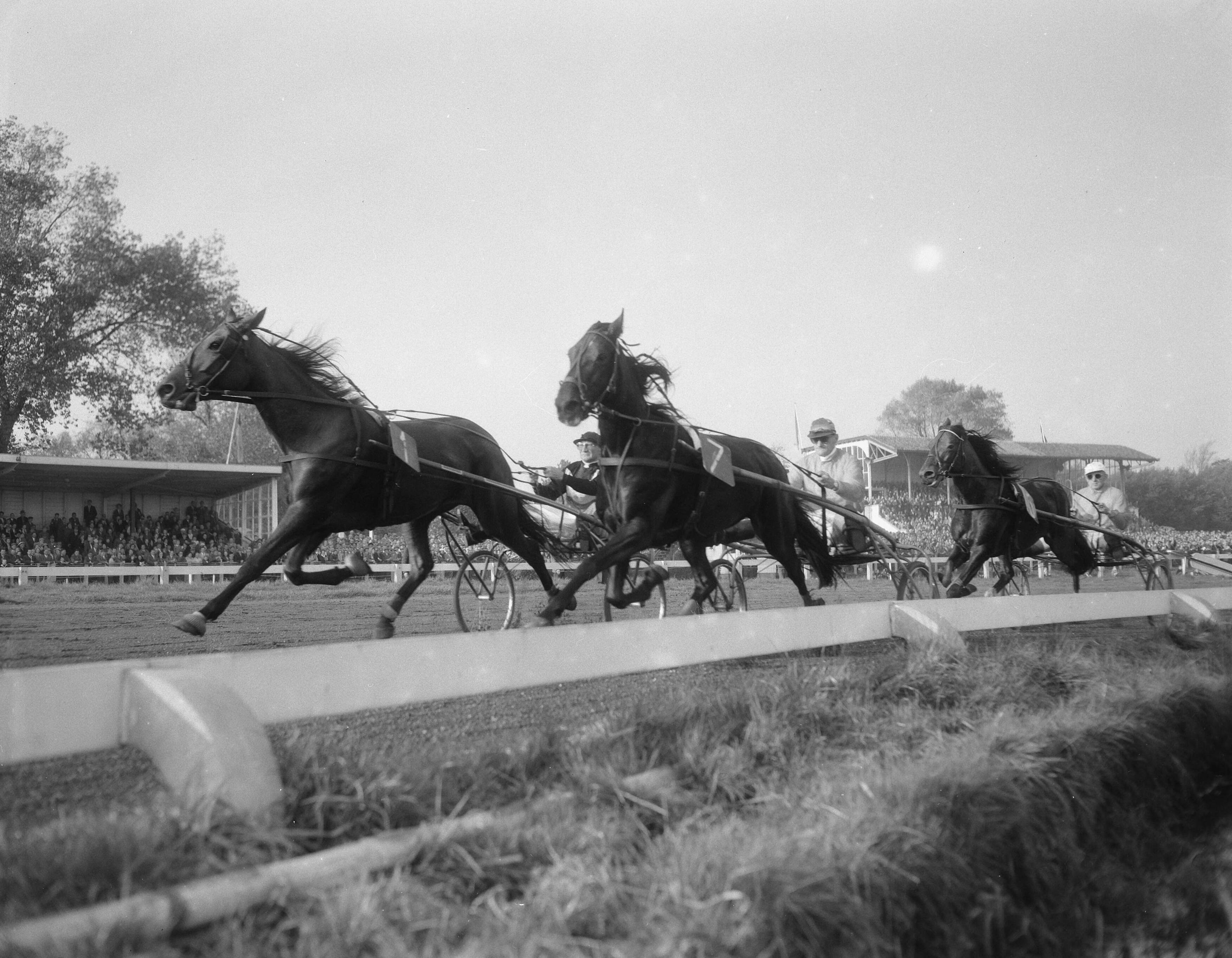 Fotocollectie Anefo — Draverijen Nederland tegen België op Duindigt — Foto: Pot, Harry / Anefo. Licentie: Set B: Rechtenvrij / Publiek Domein. Bron: Nationaal Archief. http://hdl.handle.net/10648/a96c47c2-d0b4-102d-bcf8-003048976d84