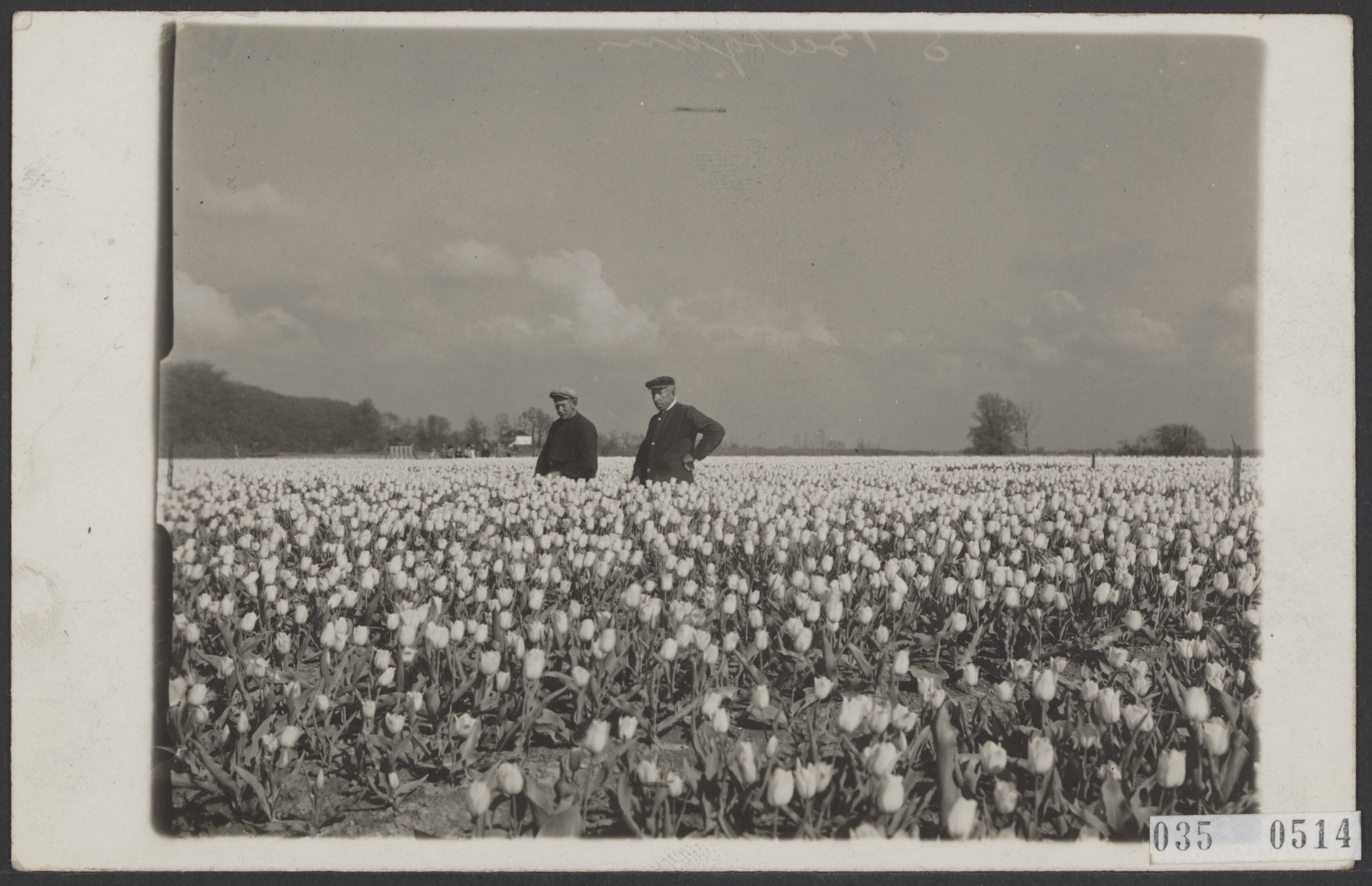 Fotocollectie Elsevier Binnenland — Bollenvelden bij Beetgum (Friesland) — Foto: Peijl, J.M. van der. Licentie: Set B: Rechtenvrij / Publiek Domein. Bron: Nationaal Archief. http://hdl.handle.net/10648/adeae448-d0b4-102d-bcf8-003048976d84