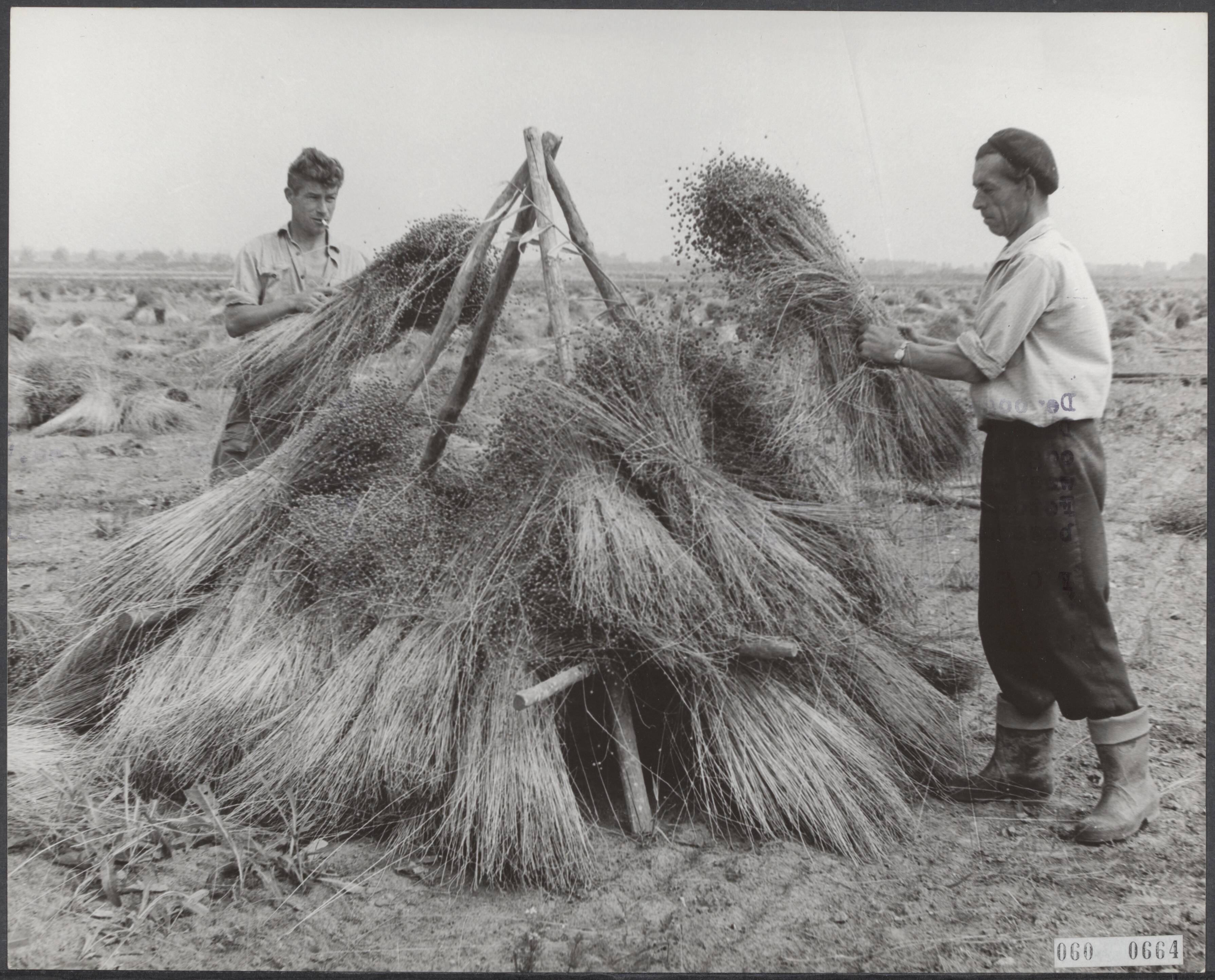 Fotocollectie Elsevier Binnenland — Binnenhalen van de vlasoogst bij Aalsmeer — Foto: Nijs, Jac. de / Anefo. Licentie: Set B: Rechtenvrij / Publiek Domein. Bron: Nationaal Archief. http://hdl.handle.net/10648/ae0df7bc-d0b4-102d-bcf8-003048976d84