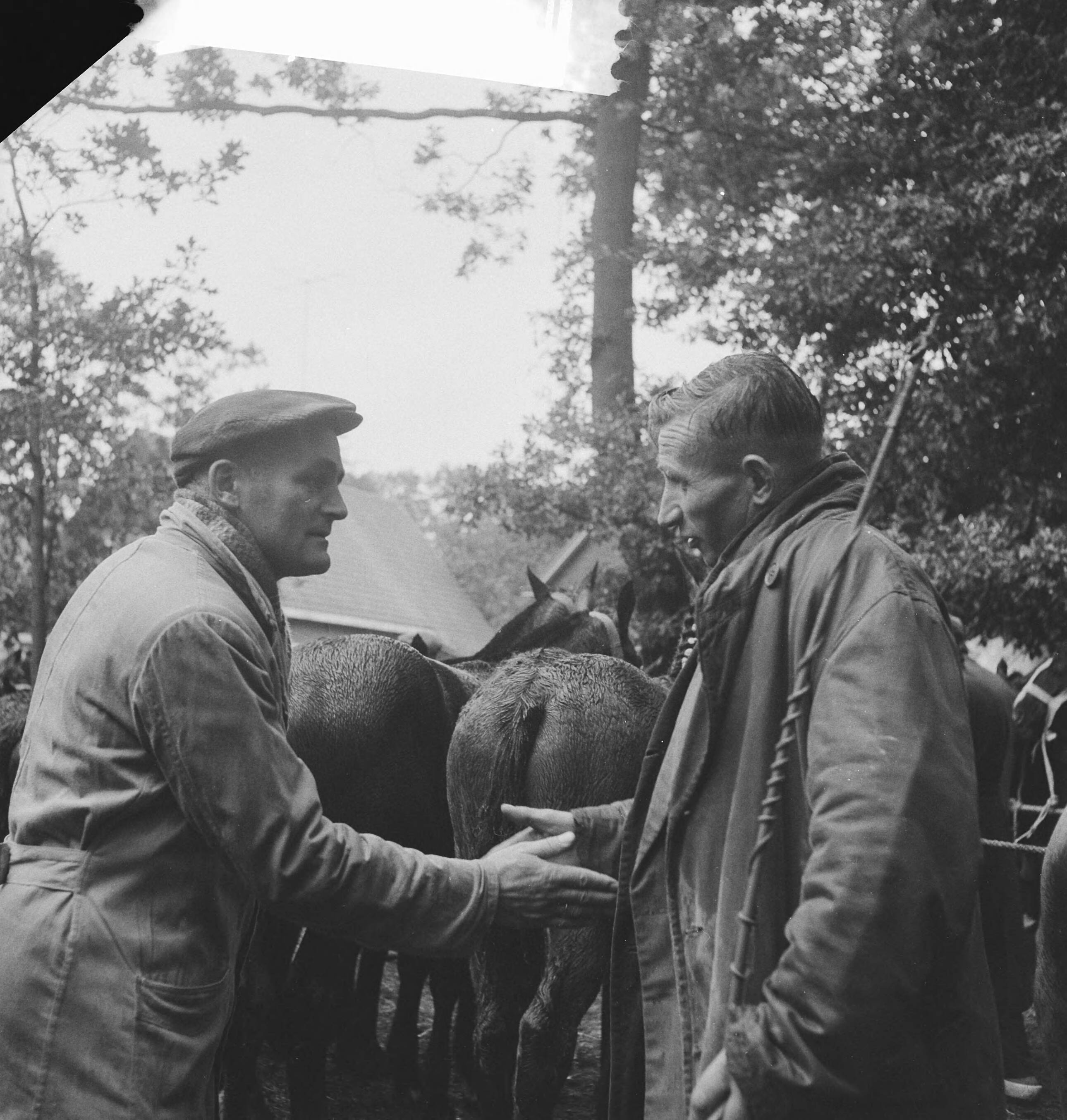 Fotocollectie Anefo — Paardemarkt in Zuidlaren. Kopers bij paard — Foto: Koch, Eric / Anefo. Licentie: Set B: Rechtenvrij / Publiek Domein. Bron: Nationaal Archief. http://hdl.handle.net/10648/a9e7d612-d0b4-102d-bcf8-003048976d84