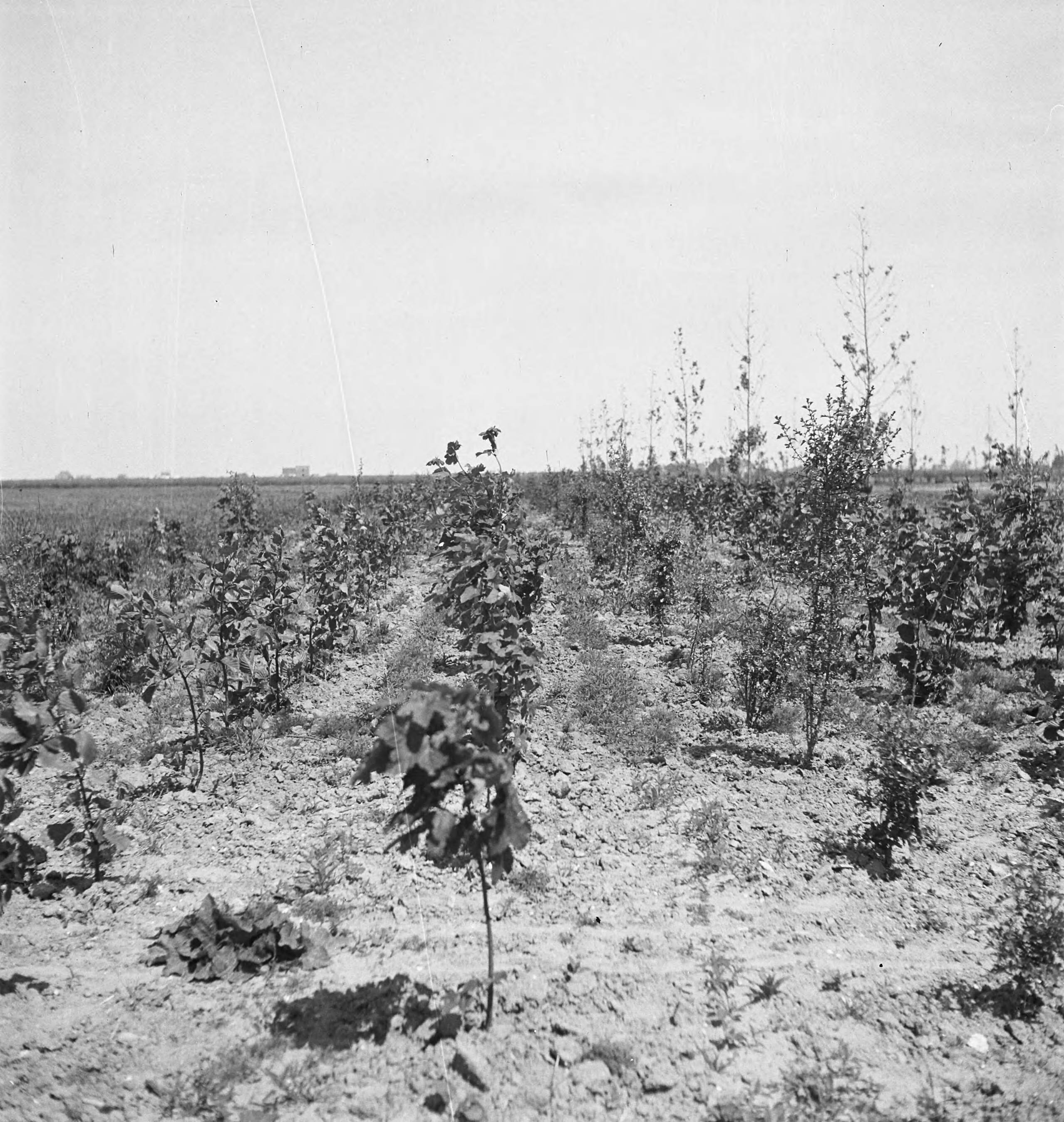 Fotocollectie Nederlandse Heidemaatschappij — [geen bijschrift. Wellicht herbeplanting landgoed "ter Hooge" in het 2e jaar van de aanleg — Foto: Tromp, [...] / Heidemij. Licentie: Set B: Rechtenvrij / Publiek Domein. Bron: Nationaal Archief. http://hdl.handle.net/10648/ae80099c-d0b4-102d-bcf8-003048976d84