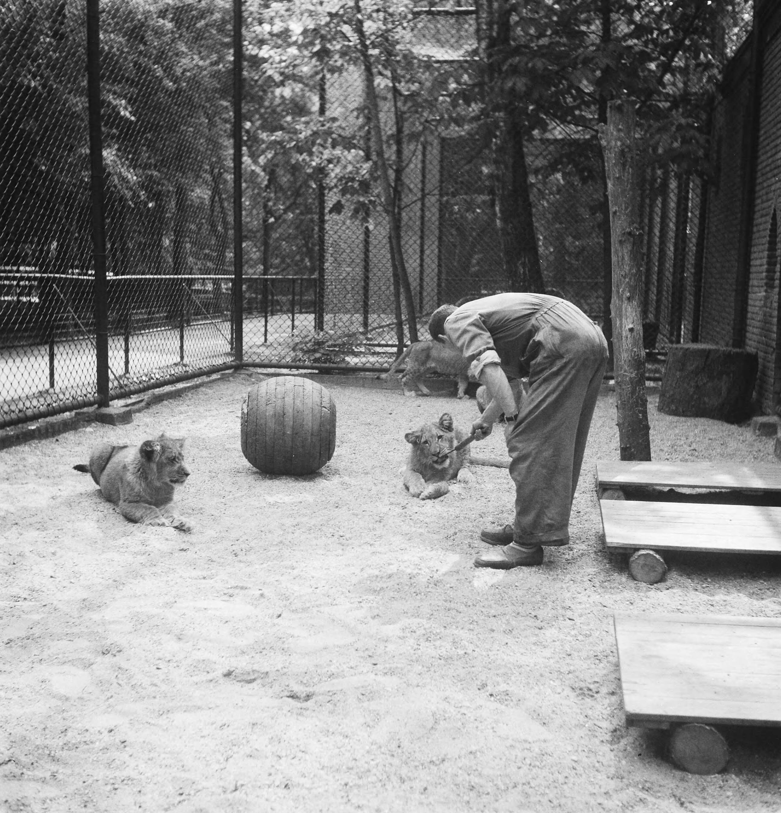Fotocollectie Anefo — Acht maanden oude leeuwenvierling in dierenpark Wassenaar — Foto: Pot, Harry / Anefo. Licentie: Set B: Rechtenvrij / Publiek Domein. Bron: Nationaal Archief. http://hdl.handle.net/10648/ad7c231e-d0b4-102d-bcf8-003048976d84
