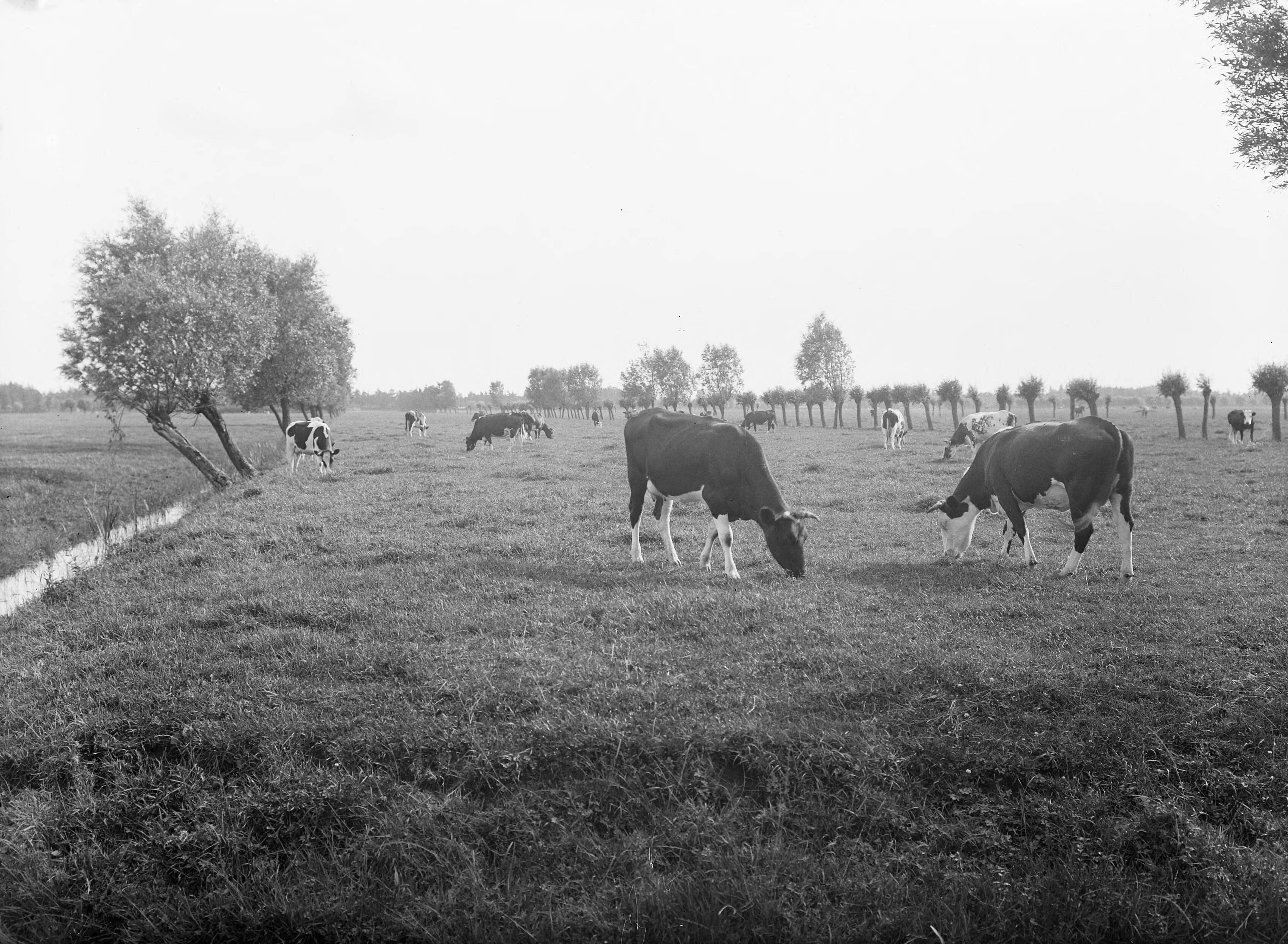 Fotocollectie Nederlandse Heidemaatschappij — Baarn|weilanden |koeien — Foto: Fotograaf Onbekend / Heidemij. Licentie: Set B: Rechtenvrij / Publiek Domein. Bron: Nationaal Archief. http://hdl.handle.net/10648/ae41ea86-d0b4-102d-bcf8-003048976d84
