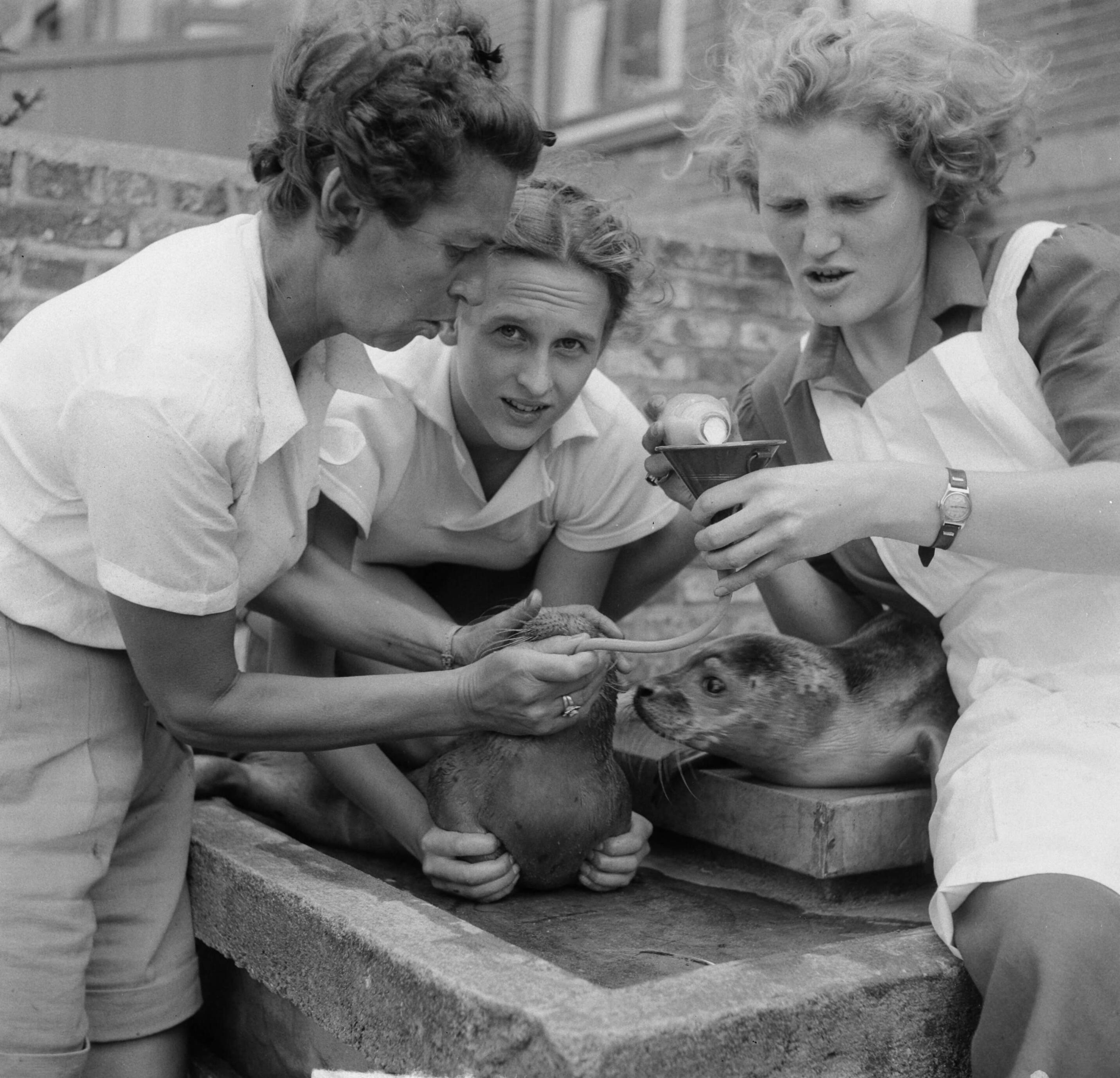 Zeehondjes — Mevrouw Sissingh (Vlissingen) tijdens het voeren van jonge zeehondjes — Foto: Noske, J.D. / Anefo. Licentie: Set B: Rechtenvrij / Publiek Domein. Bron: Nationaal Archief. http://hdl.handle.net/10648/a8dbdbce-d0b4-102d-bcf8-003048976d84