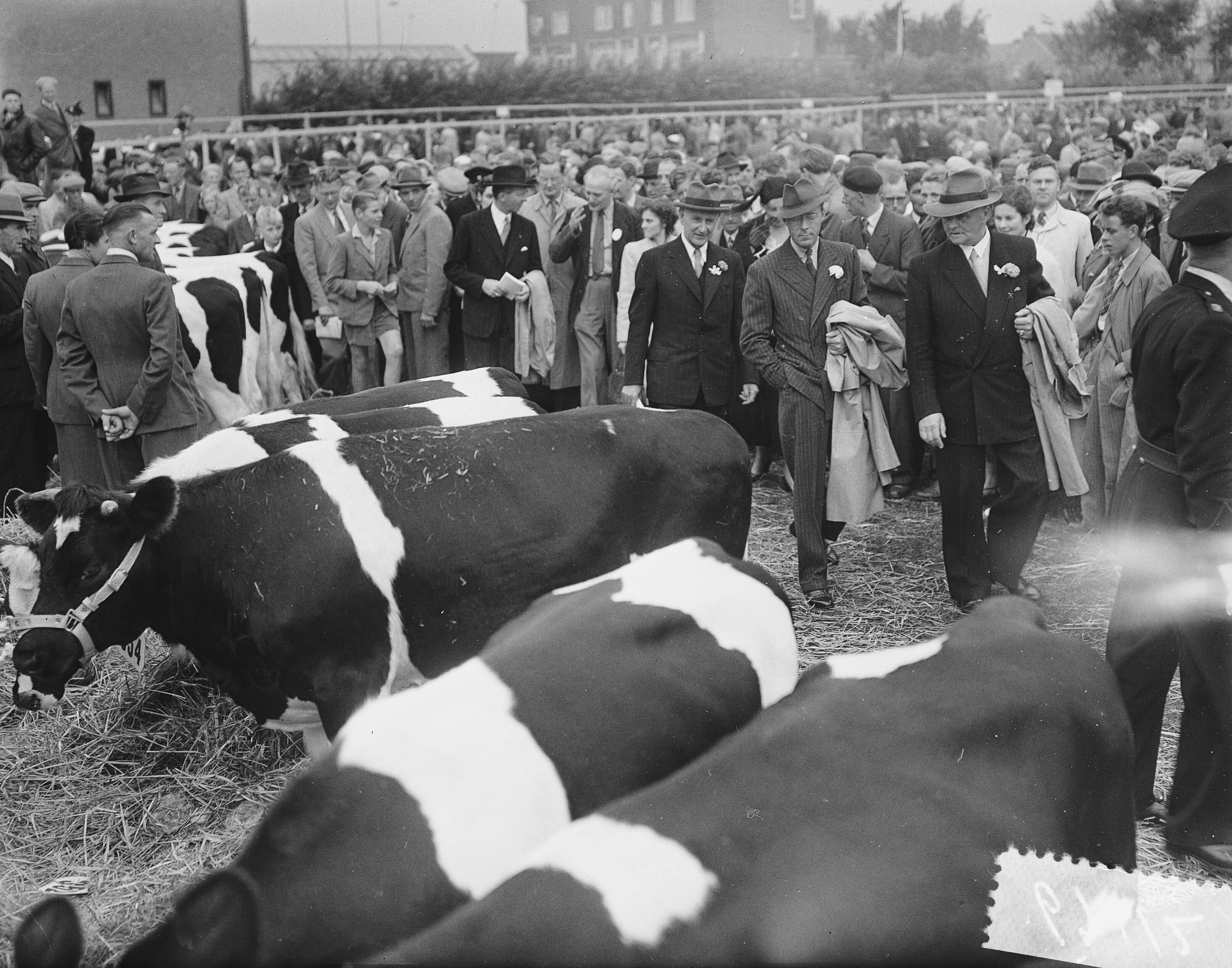 Fotocollectie Anefo — Jubileum 75 jaar keuring Fries Rundvee Stamboek te Leeuwarden. Prins Bernhard was aanwezig — Foto: Bilsen, Joop van / Anefo. Licentie: Set B: Rechtenvrij / Publiek Domein. Bron: Nationaal Archief. http://hdl.handle.net/10648/a9292f0a-d0b4-102d-bcf8-003048976d84