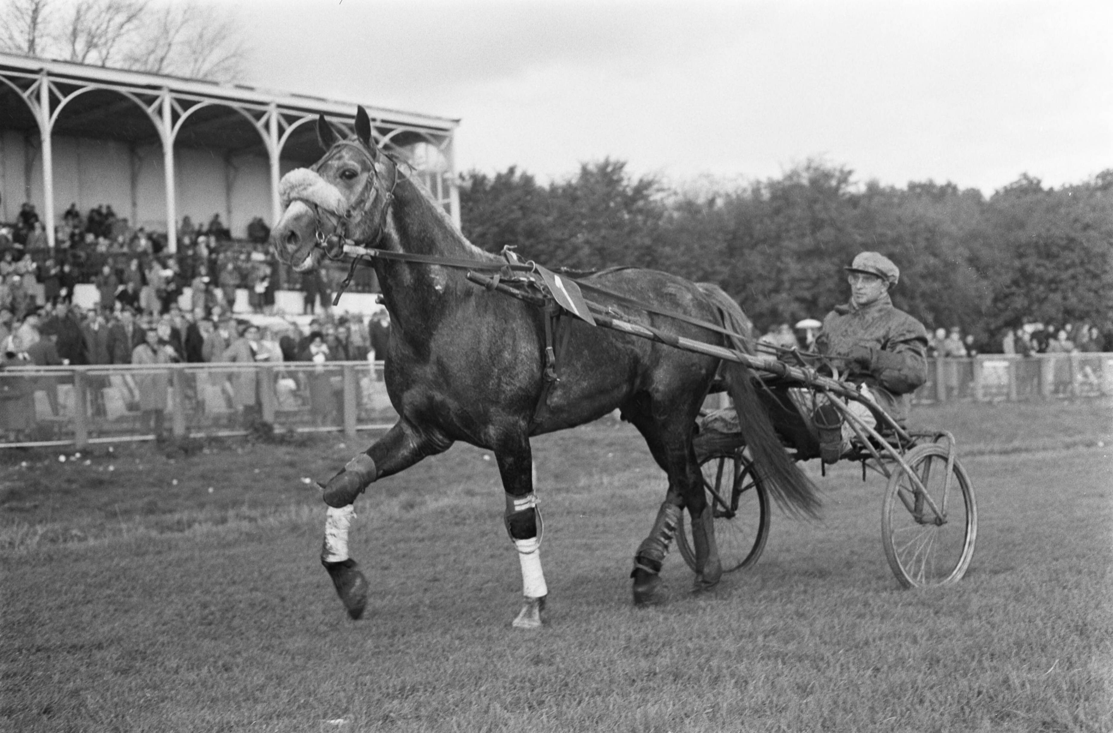 Fotocollectie Anefo — Draverijen op Duindigt, de Nederland-Rusland prijs werd verreden. Winnaar Veterok met pikeur Ivan Popelnoecka — Foto: Pot, Harry / Anefo. Licentie: Set B: Rechtenvrij / Publiek Domein. Bron: Nationaal Archief. http://hdl.handle.net/10648/aa1d8d98-d0b4-102d-bcf8-003048976d84
