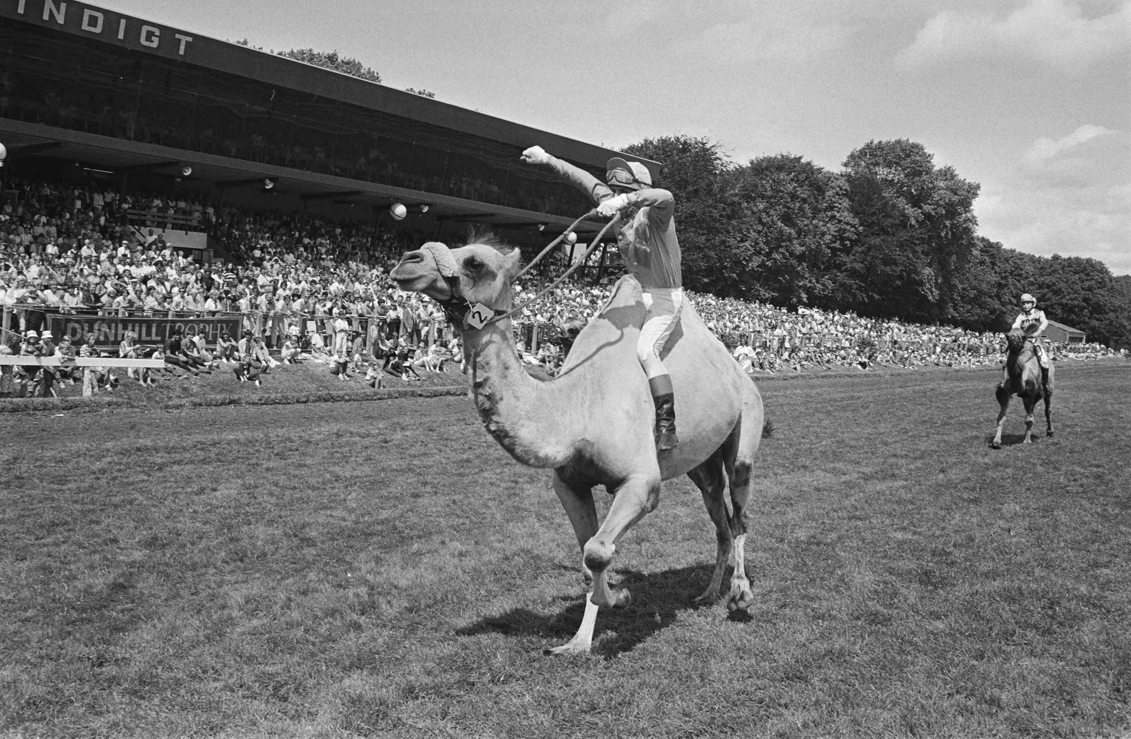 "Dag van het paard" op paardenrenbaan Duindigt — Wedstrijd met kamelen — Foto: Antonisse, Marcel / Anefo. Licentie: Set B: Rechtenvrij / Publiek Domein. Bron: Nationaal Archief. http://hdl.handle.net/10648/ad2be9bc-d0b4-102d-bcf8-003048976d84