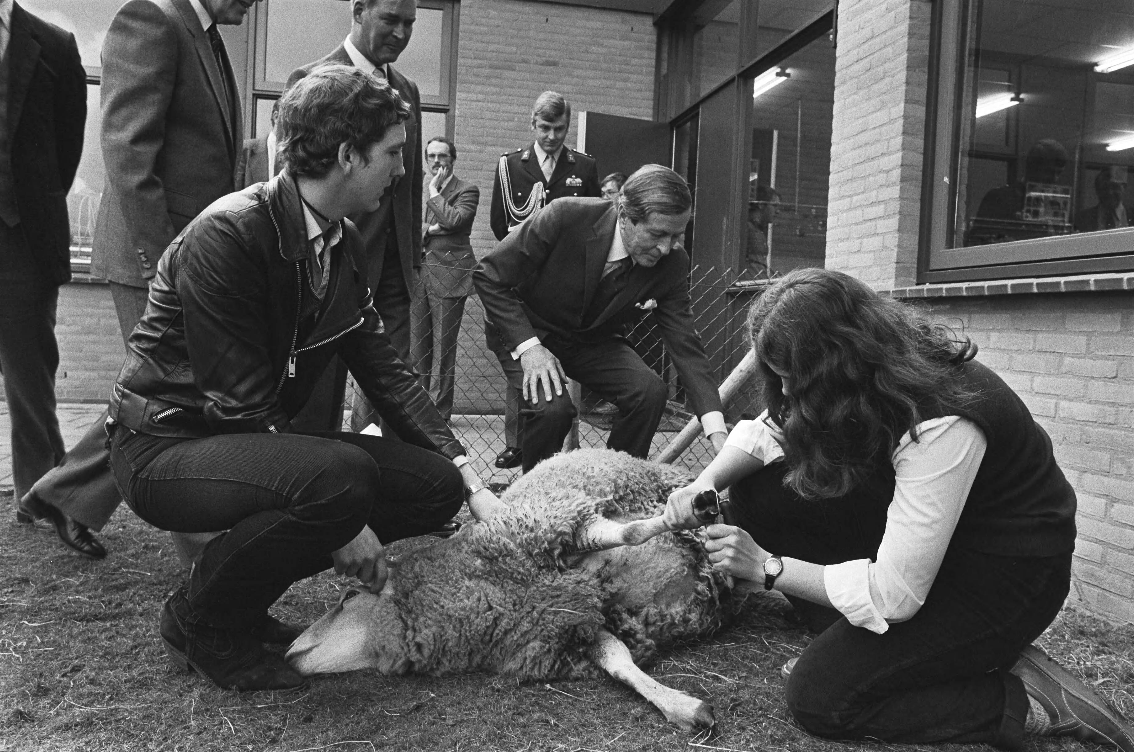Fotocollectie Anefo — Prins Claus opent vandaag Christelijke Agrarische en Technologische School in Ede. Claus bekijkt hoe leerlingen de hoeven van een schaap bijwerken / — Foto: Bogaerts, Rob / Anefo. Licentie: Set B: Rechtenvrij / Publiek Domein. Bron: Nationaal Archief. http://hdl.handle.net/10648/ad12bba4-d0b4-102d-bcf8-003048976d84