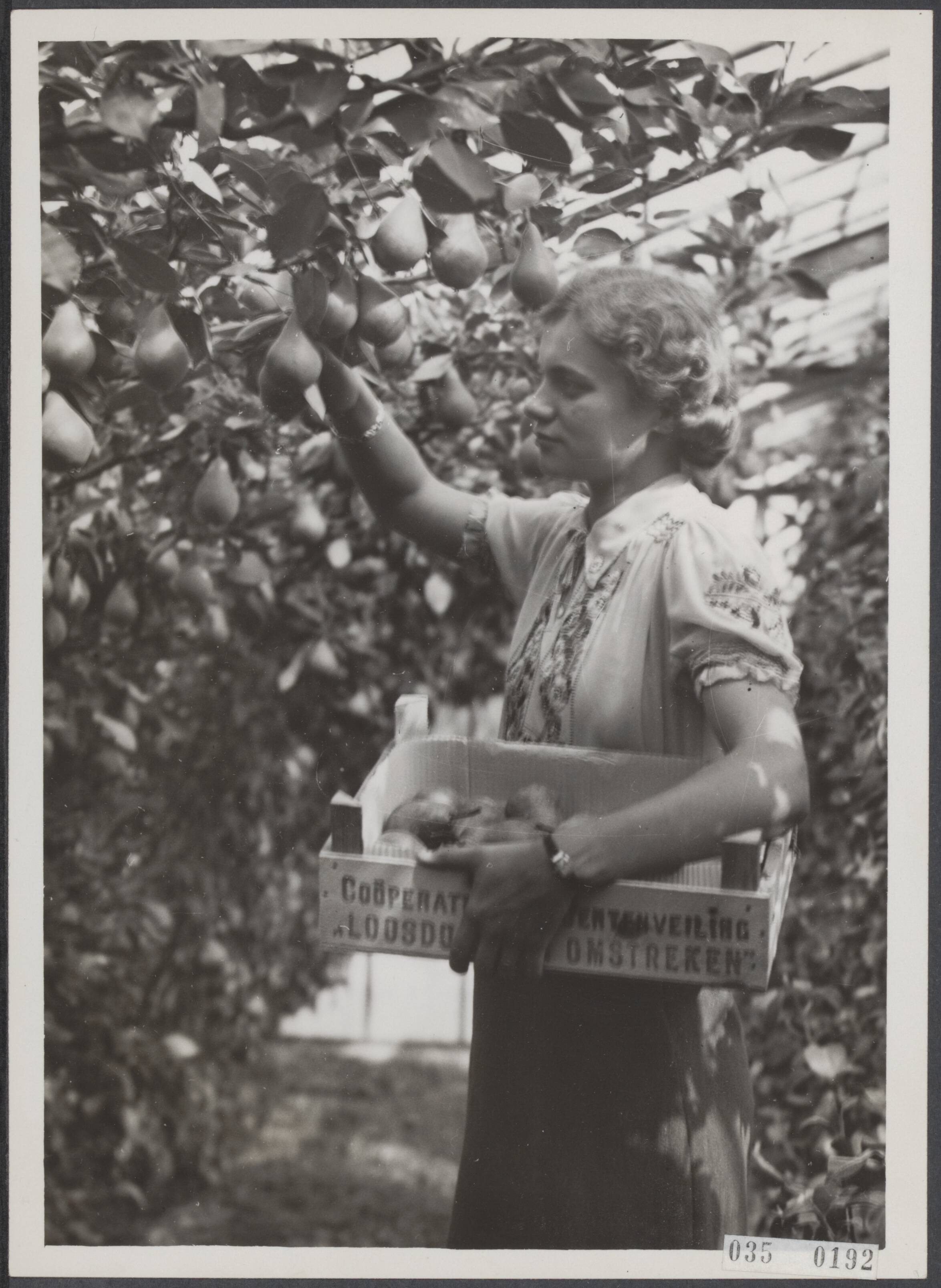 Fotocollectie Elsevier Binnenland — Vrouw plukt peren in kas [vanwege opschrift op kistje waarschijnlijk te Loosduinen] — Foto: Internationale Clichéfabrieken Pax Holland N.V. Licentie: Set B: Rechtenvrij / Publiek Domein. Bron: Nationaal Archief. http://hdl.handle.net/10648/ade9f3f8-d0b4-102d-bcf8-003048976d84