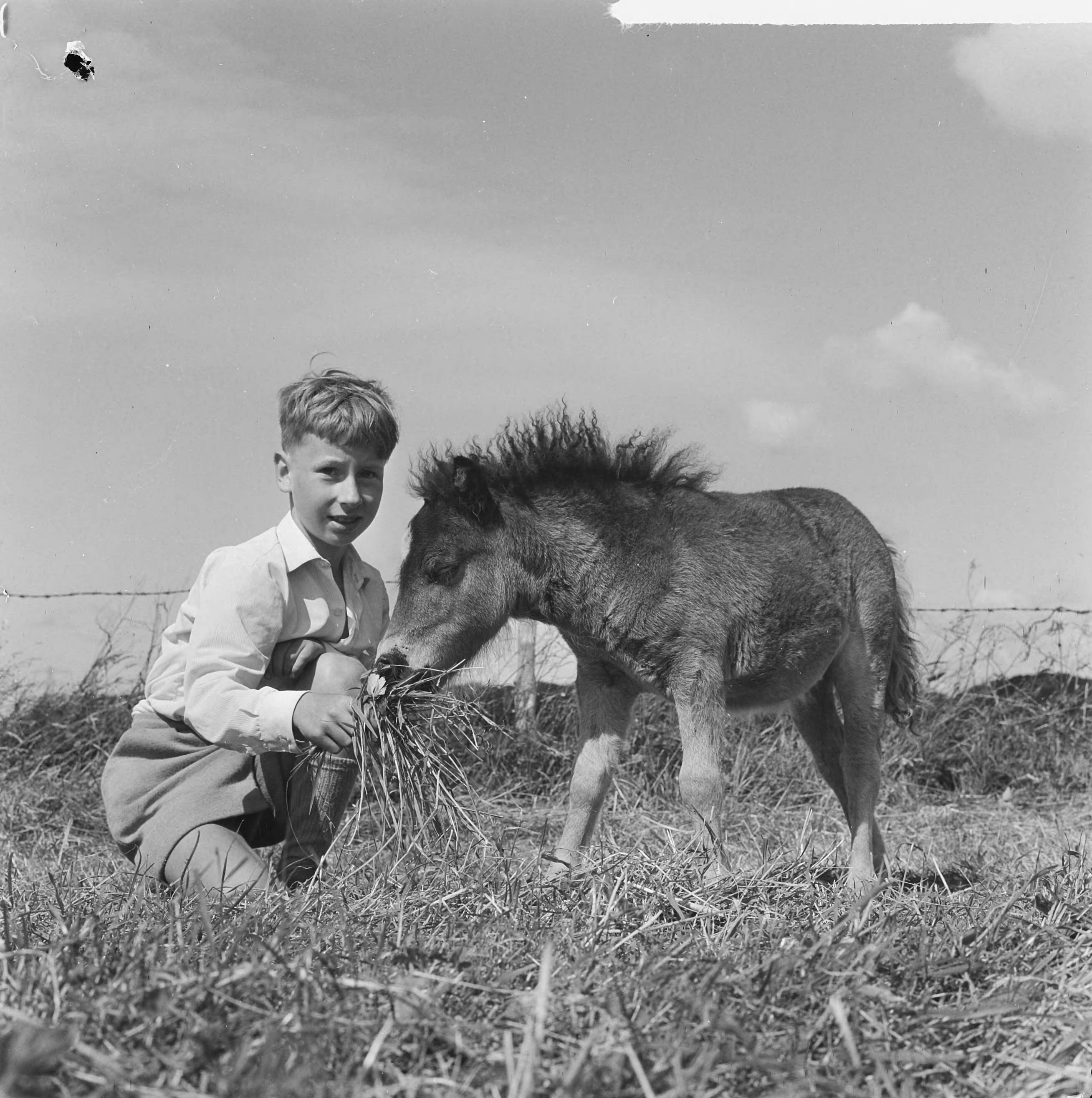 Fotocollectie Anefo — Kleinste pony ter wereld in Leidschendam, de zoon met de pony — Foto: Koch, Eric / Anefo. Licentie: Set B: Rechtenvrij / Publiek Domein. Bron: Nationaal Archief. http://hdl.handle.net/10648/aa6f4e6c-d0b4-102d-bcf8-003048976d84