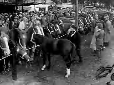 Fotocollectie Anefo — Jaarlijkse paardenmarkt in Zuidlaren — Foto: Rossem, Wim van / Anefo. Licentie: Set B: Rechtenvrij / Publiek Domein. Bron: Nationaal Archief. http://hdl.handle.net/10648/a96c6112-d0b4-102d-bcf8-003048976d84