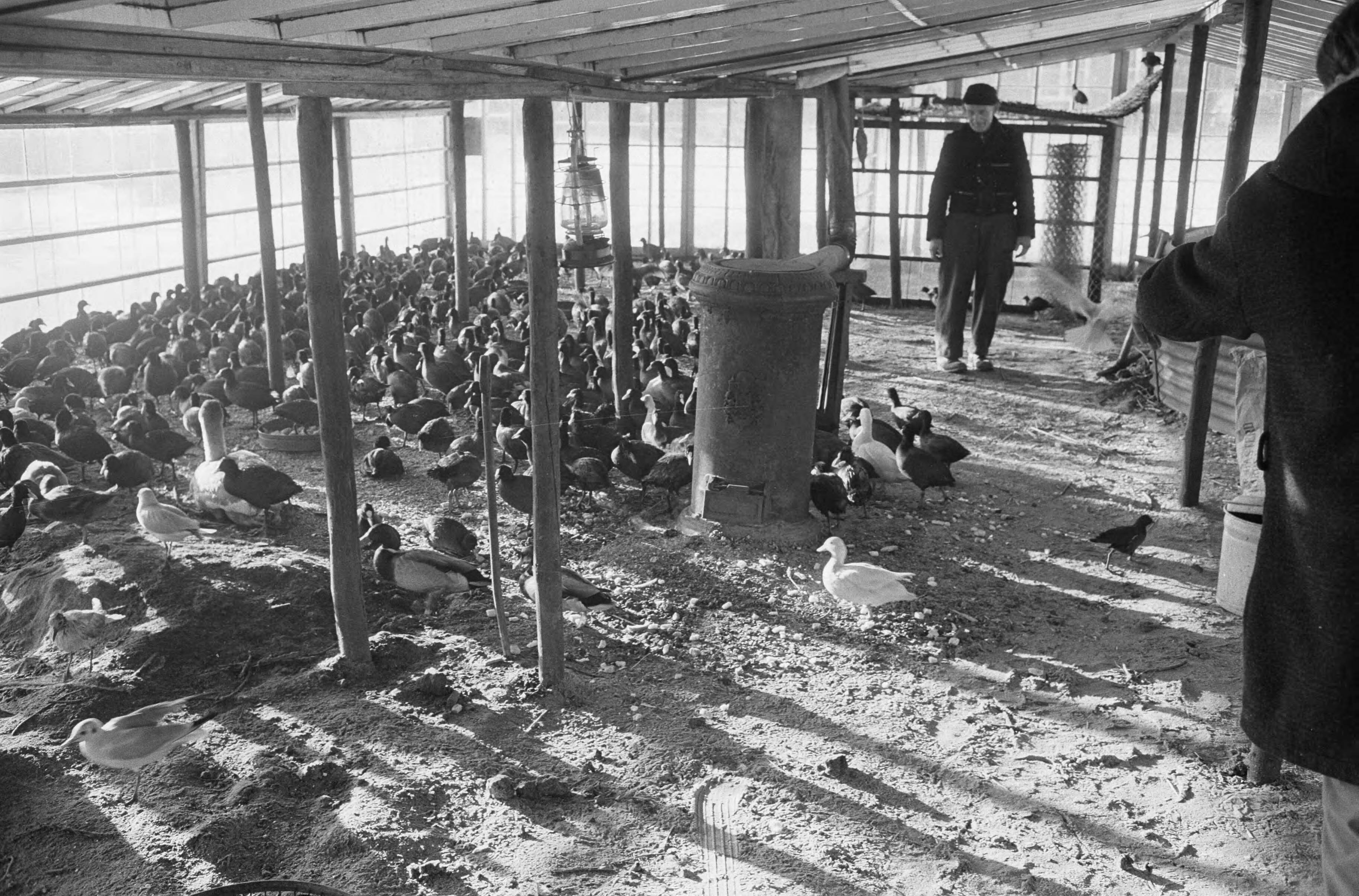 Fotocollectie Anefo — Vogelhulp in broeikassen stadskwekerijen te Haarlem, de verkleumde vogels in de kas en bij de kachel — Foto: Pot, Harry / Anefo. Licentie: Set B: Rechtenvrij / Publiek Domein. Bron: Nationaal Archief. http://hdl.handle.net/10648/aa26e2d0-d0b4-102d-bcf8-003048976d84