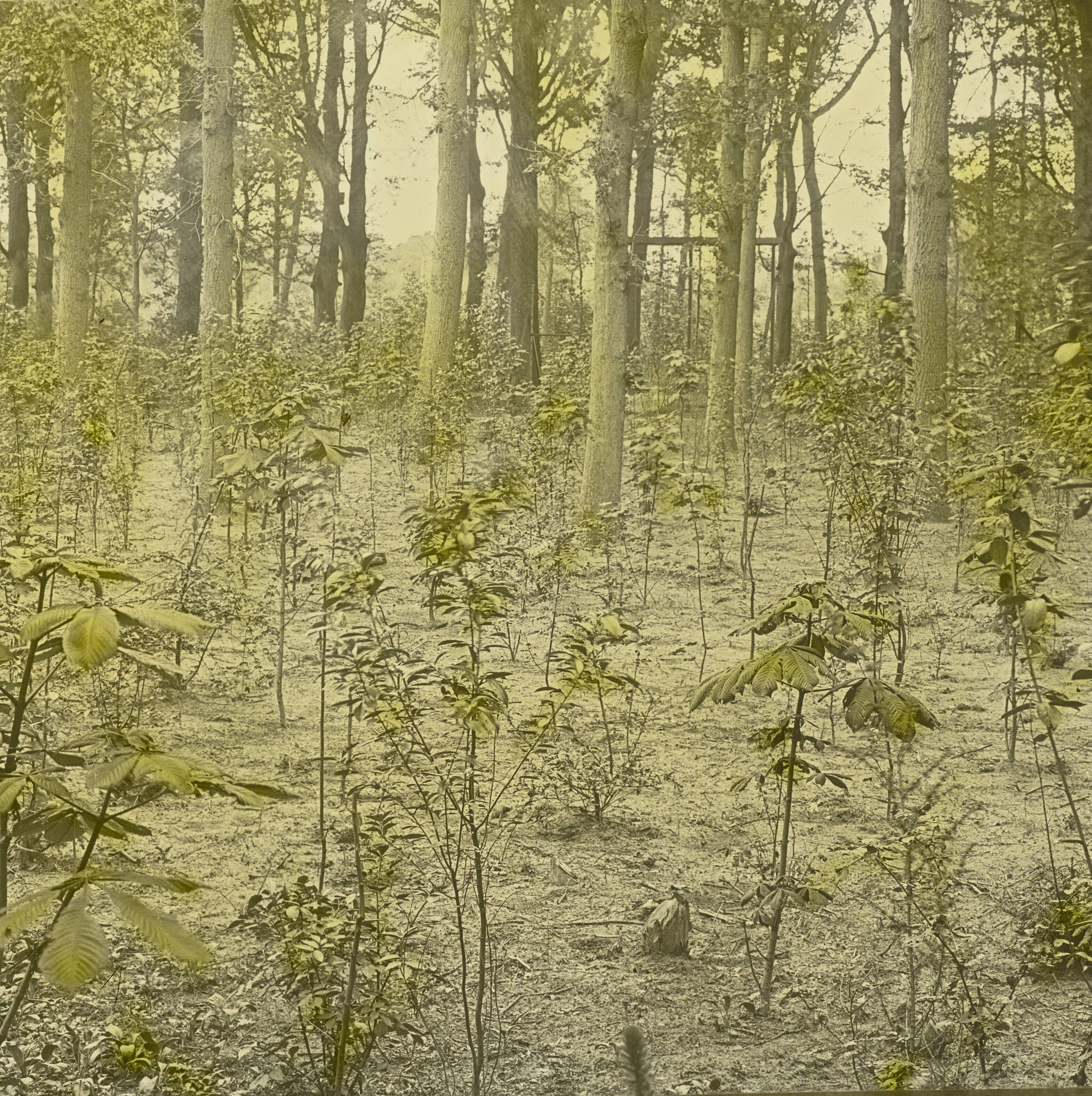 Fotocollectie Nederlandse Heidemaatschappij — Zuid-Holland|Wassenaar|bosbouw |bosgezichten |loofhout — Foto: Fotograaf Onbekend / Heidemij. Licentie: Set B: Rechtenvrij / Publiek Domein. Bron: Nationaal Archief. http://hdl.handle.net/10648/ae46b278-d0b4-102d-bcf8-003048976d84