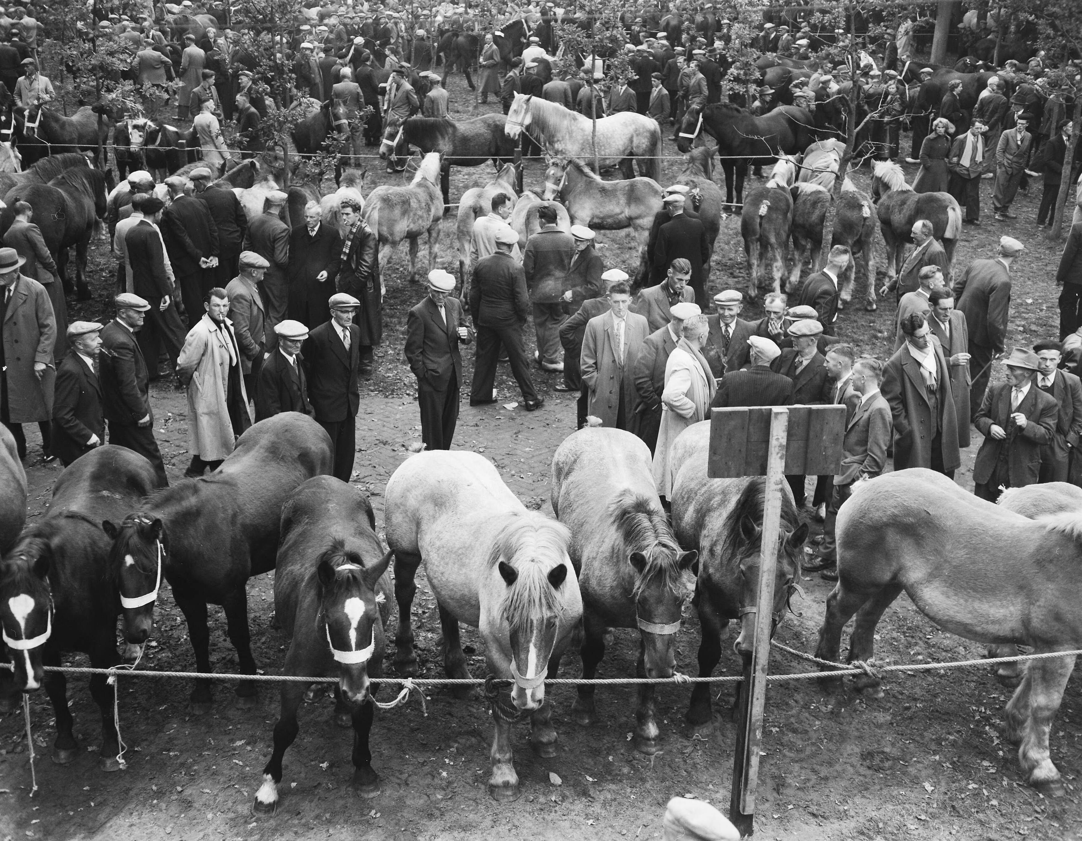 Fotocollectie Anefo — Jaarlijkse paardenmarkt in Zuidlaren — Foto: Rossem, Wim van / Anefo. Licentie: Set B: Rechtenvrij / Publiek Domein. Bron: Nationaal Archief. http://hdl.handle.net/10648/a96c640a-d0b4-102d-bcf8-003048976d84