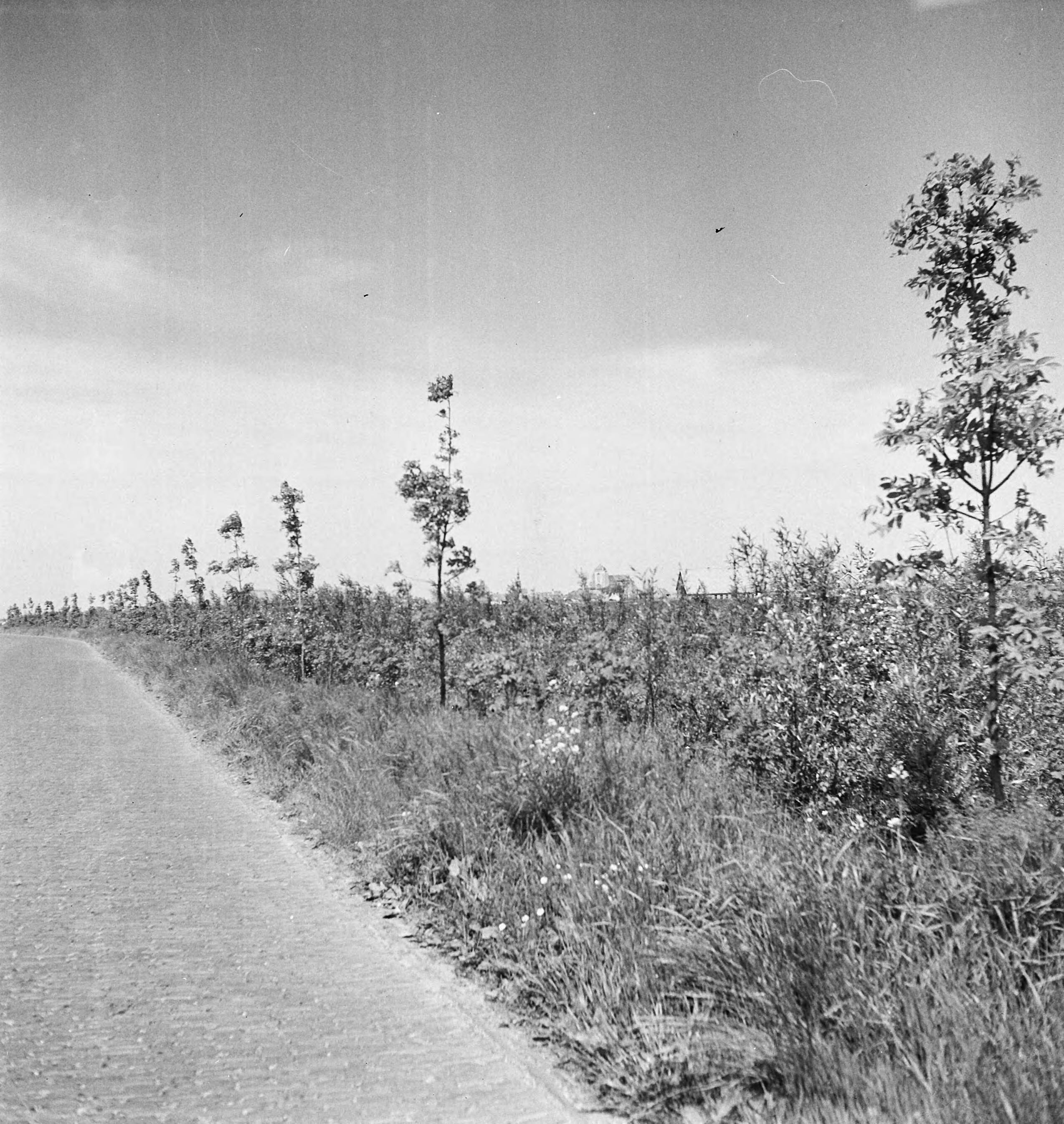 Fotocollectie Nederlandse Heidemaatschappij — [geen bijschrift. Wellicht herbeplanting landgoed "ter Hooge" in het 2e jaar van de aanleg — Foto: Tromp, [...] / Heidemij. Licentie: Set B: Rechtenvrij / Publiek Domein. Bron: Nationaal Archief. http://hdl.handle.net/10648/ae8006b8-d0b4-102d-bcf8-003048976d84
