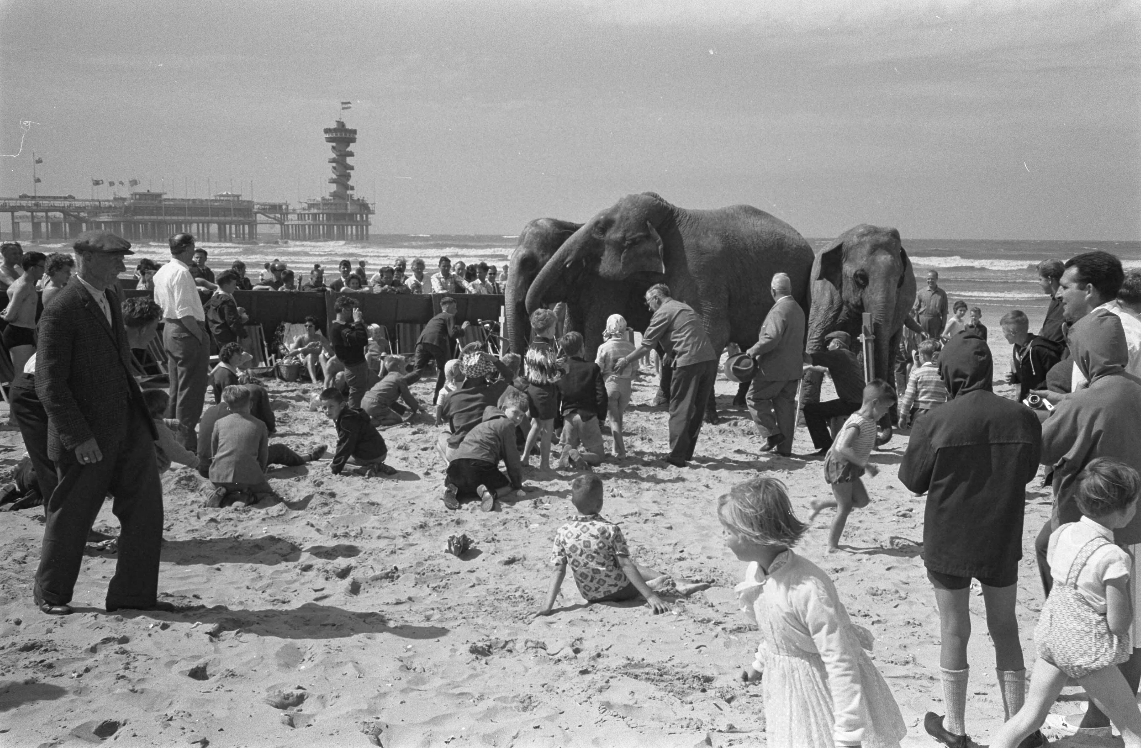 Fotocollectie Anefo — Zandbouwwedstrijd te Scheveningen. Olifanten van circus Strassburger op het strand — Foto: Pot, Harry / Anefo. Licentie: Set B: Rechtenvrij / Publiek Domein. Bron: Nationaal Archief. http://hdl.handle.net/10648/aa13c916-d0b4-102d-bcf8-003048976d84