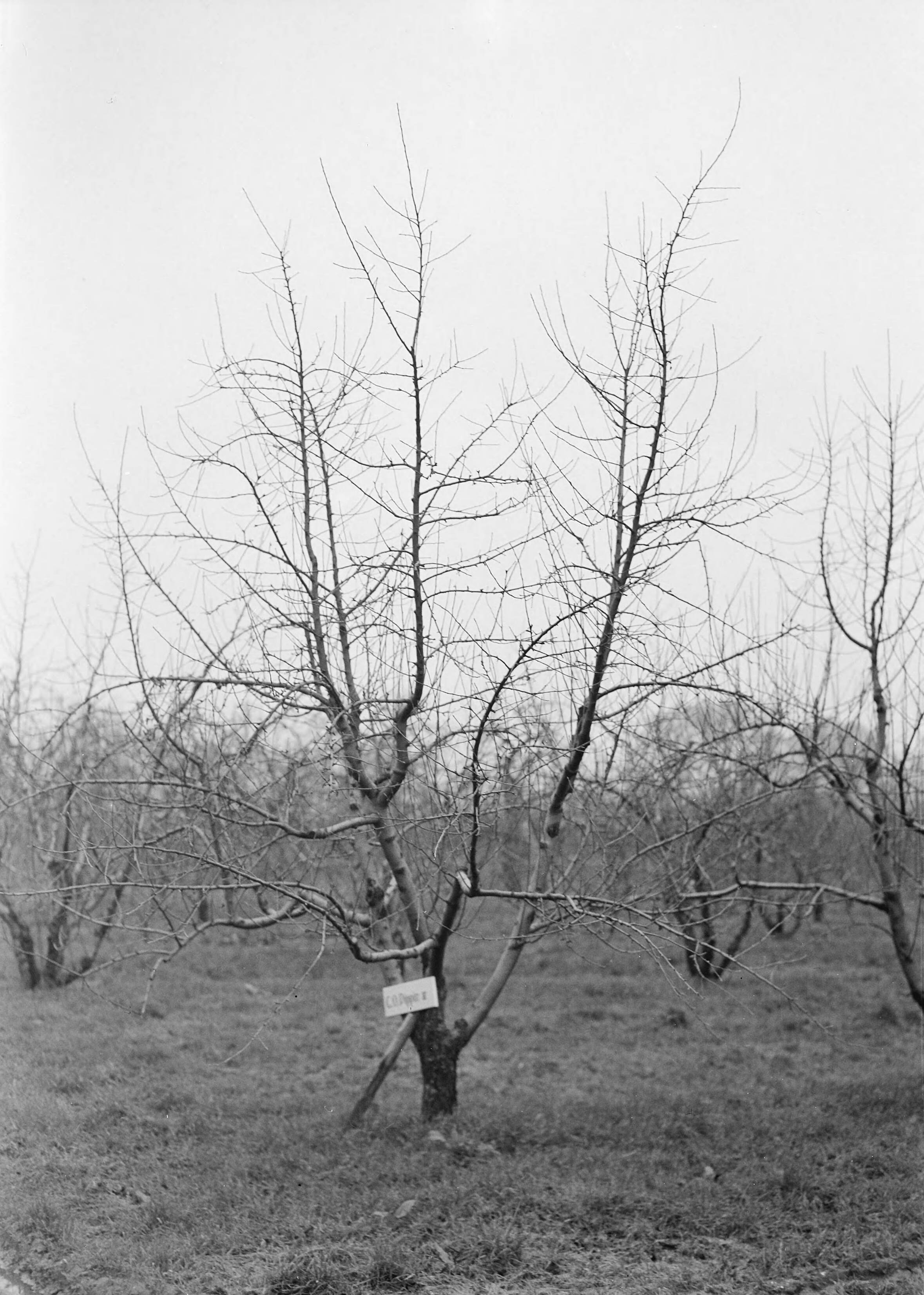Fotocollectie Nederlandse Heidemaatschappij — Cox's Orange Pippin in 1950 geënt op Schoner van Wordhousen op type IV — Foto: Eyssen, [...] / Heidemij. Licentie: Set B: Rechtenvrij / Publiek Domein. Bron: Nationaal Archief. http://hdl.handle.net/10648/ae761eaa-d0b4-102d-bcf8-003048976d84