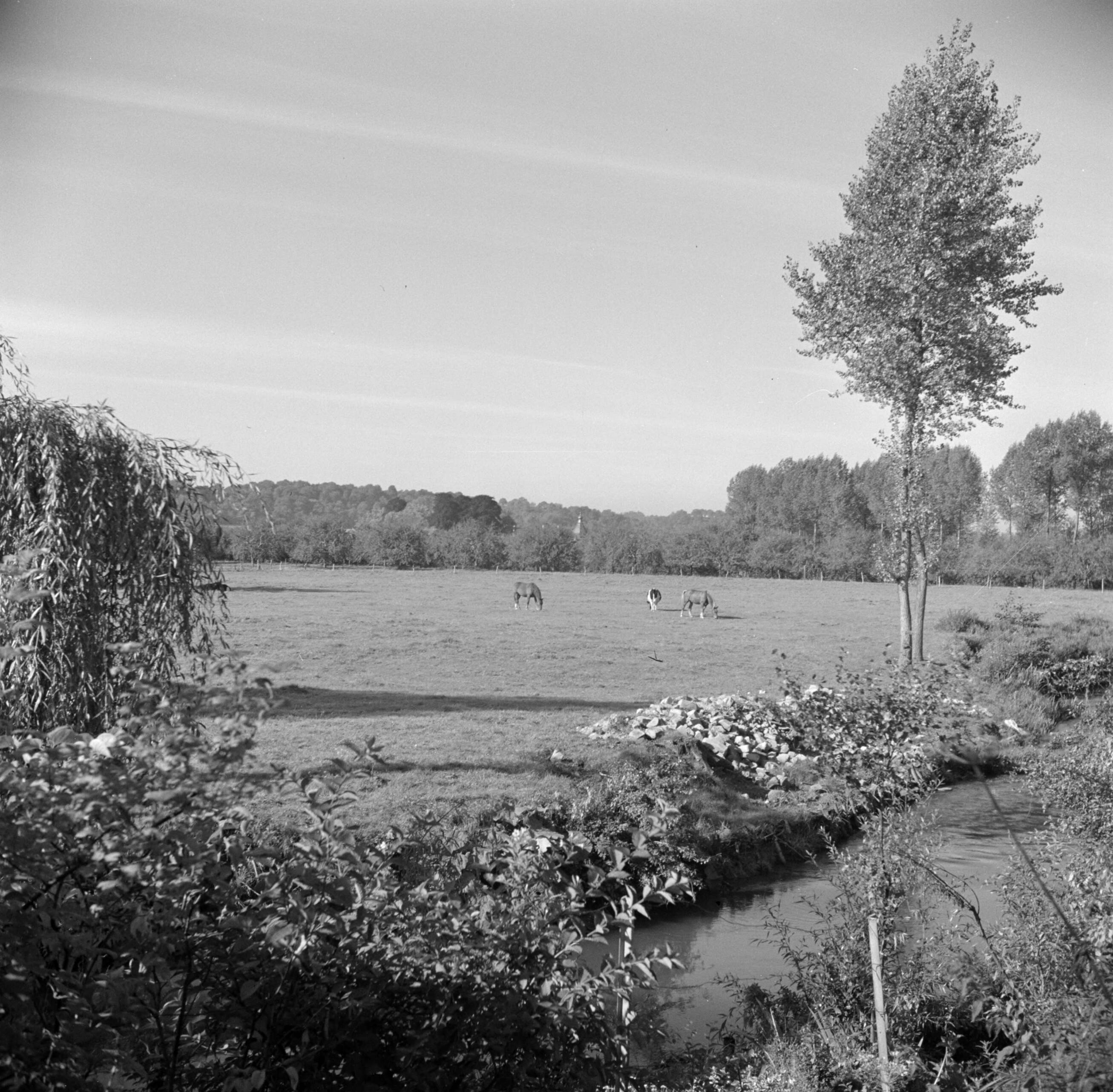 Zuid-Limburg — Paarden en koe in een weiland in het Geuldal bij Schin op Geul — Foto: Poll, Willem van de. Licentie: Set B: Rechtenvrij / Publiek Domein. Bron: Nationaal Archief. http://hdl.handle.net/10648/aea615d8-d0b4-102d-bcf8-003048976d84