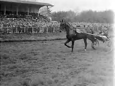 Fotocollectie Anefo — Koersen op Duindigt. Nederland tegen België, winnaar Night Rose — Foto: Behrens, Herbert F. / Anefo. Licentie: Set B: Rechtenvrij / Publiek Domein. Bron: Nationaal Archief. http://hdl.handle.net/10648/a9873776-d0b4-102d-bcf8-003048976d84