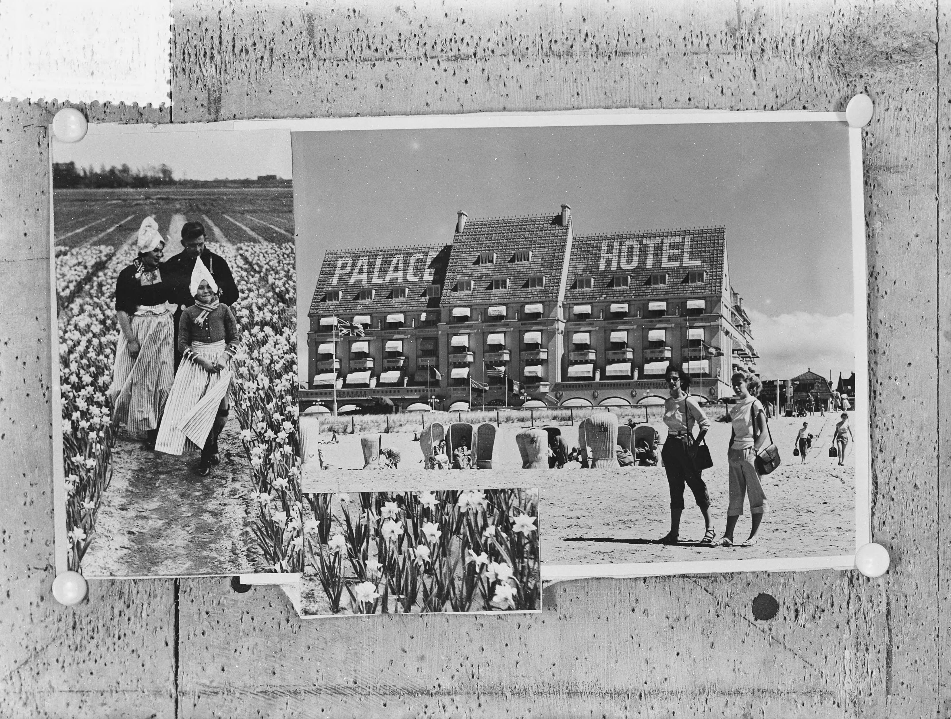 Fotocollectie Anefo — Vrouw, man en meisje in klederdracht in narcissenveld. Palace Hotel in Zandvoort — Foto: Doka / Anefo. Licentie: Set B: Rechtenvrij / Publiek Domein. Bron: Nationaal Archief. http://hdl.handle.net/10648/a91ad7b6-d0b4-102d-bcf8-003048976d84