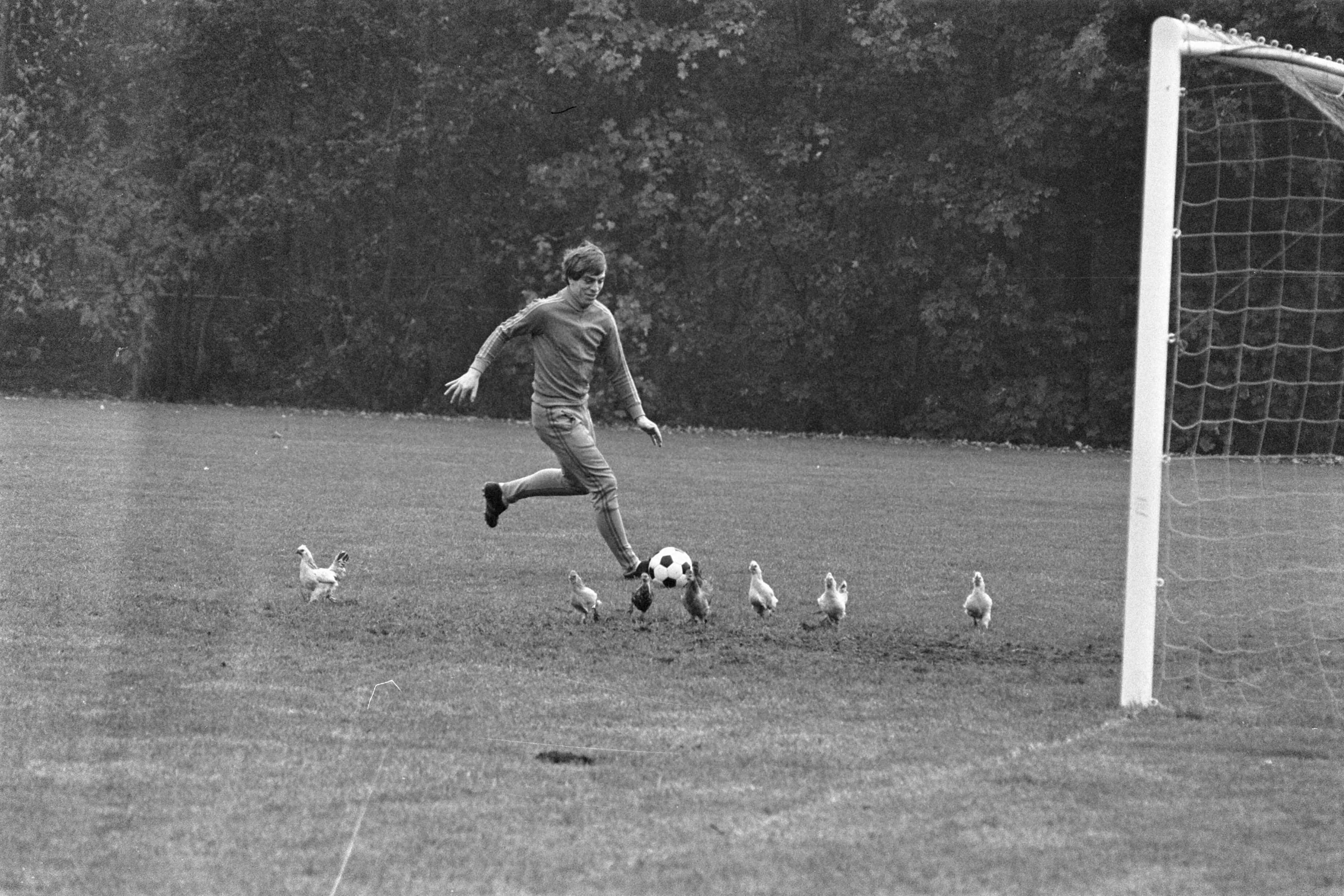 Fotocollectie Anefo — Training Nederlands elftal in Zeist, Dusbaba tussen kippen — Foto: Peters, Hans / Anefo. Licentie: Set B: Rechtenvrij / Publiek Domein. Bron: Nationaal Archief. http://hdl.handle.net/10648/aca5236e-d0b4-102d-bcf8-003048976d84