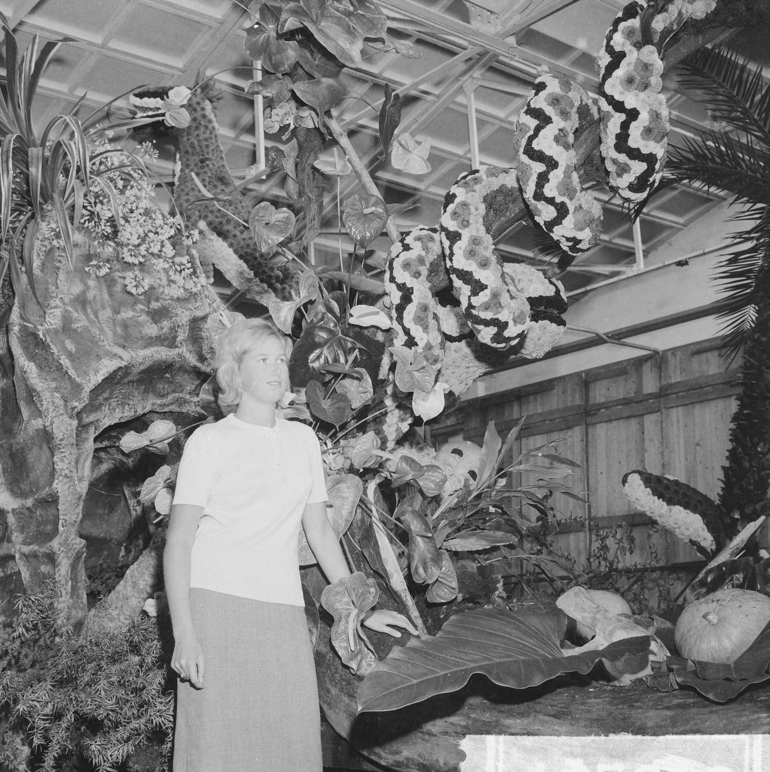 Fotocollectie Anefo — Bloemencorso in Aalsmeer, men was vrijdag druk bezig de wagens op te tuigen — Foto: Koch, Eric / Anefo. Licentie: Set B: Rechtenvrij / Publiek Domein. Bron: Nationaal Archief. http://hdl.handle.net/10648/aa16b89c-d0b4-102d-bcf8-003048976d84