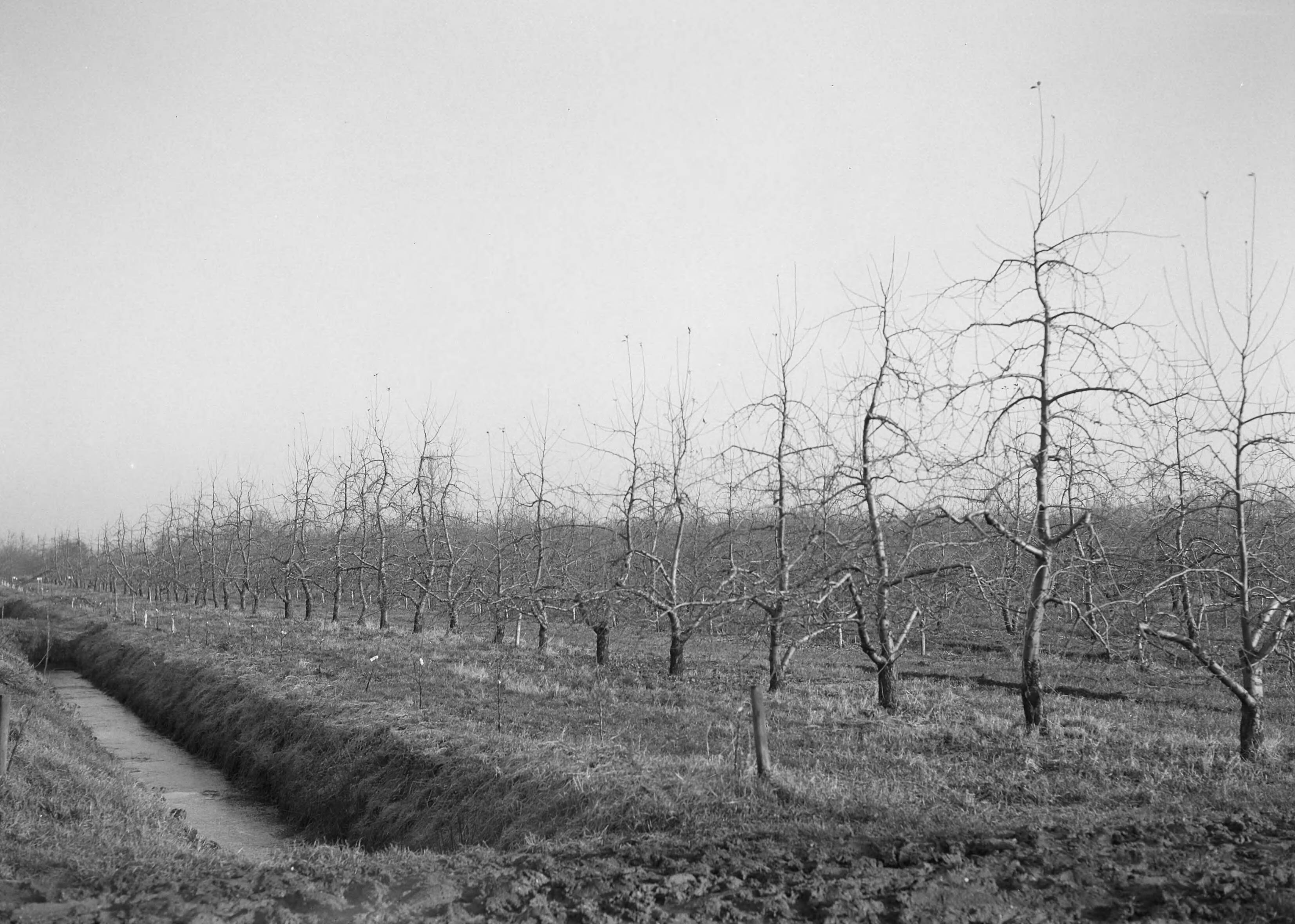 Fotocollectie Nederlandse Heidemaatschappij — Rij Johathan op rijpe IV. Vanaf de aanplant niet gelet op systematische opbouw met harttak. In latere jaren (vanaf 1949) begonnen met de omvorming tot "vrije spil" in een haag. Aan verschillende bomen is duidelijk te zien dat de omvorming nog gaande is. De plaats van de harttak is niet altijd voledig centraal. Plantverban 2,3 x 5 meter. Door de omvorming behoeft nu niet te worden geweken. Van Tets fruitteeltschool Houten — Foto: Eyssen, [...] / Heidemij. Licentie: Set B: Rechtenvrij / Publiek Domein. Bron: Nationaal Archief. http://hdl.handle.net/10648/ae761a18-d0b4-102d-bcf8-003048976d84