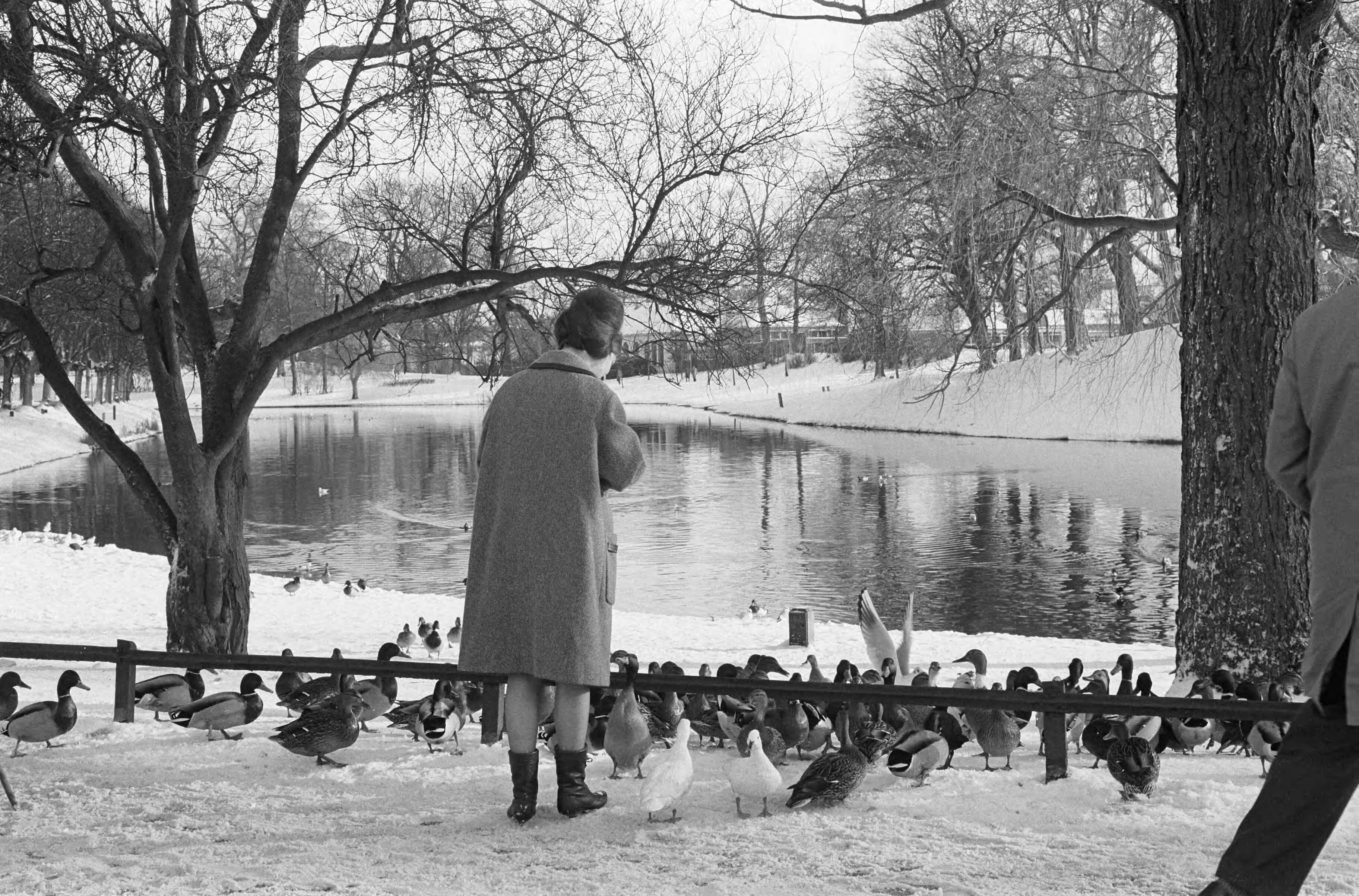 Fotocollectie Anefo — Friesland maakt voorbereidingen voor de Elfstedentocht, vrouw voert eenden in de Prinsentuin te Leeuwarden — Foto: Pot, Harry / Anefo. Licentie: Set B: Rechtenvrij / Publiek Domein. Bron: Nationaal Archief. http://hdl.handle.net/10648/aa260590-d0b4-102d-bcf8-003048976d84
