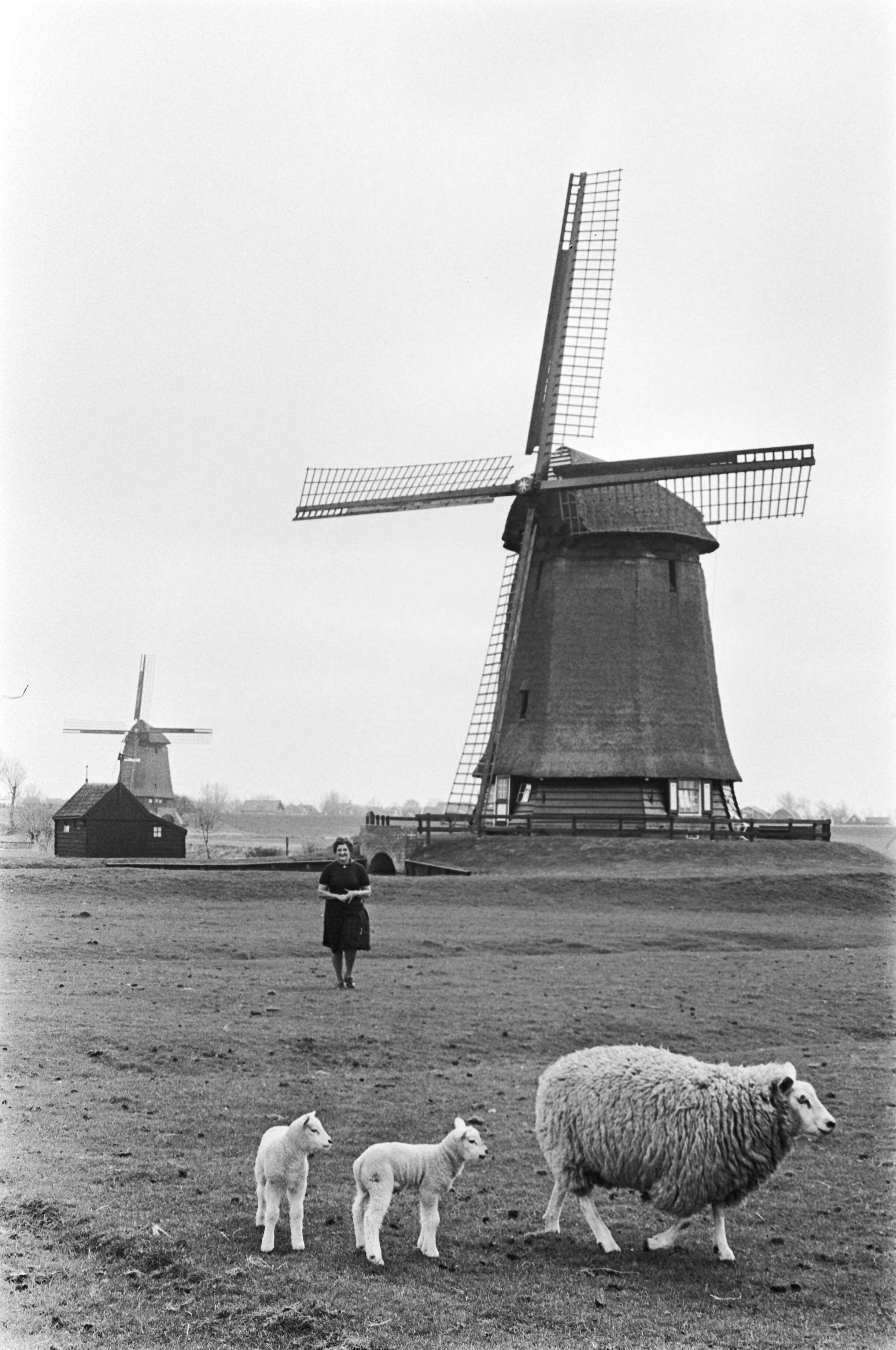 Fotocollectie Anefo — Opdracht New Yorki Times , vrouw in molen in Schermerhorn — Foto: Verhoeff, Bert / Anefo. Licentie: Set B: Rechtenvrij / Publiek Domein. Bron: Nationaal Archief. http://hdl.handle.net/10648/ac81f2ea-d0b4-102d-bcf8-003048976d84