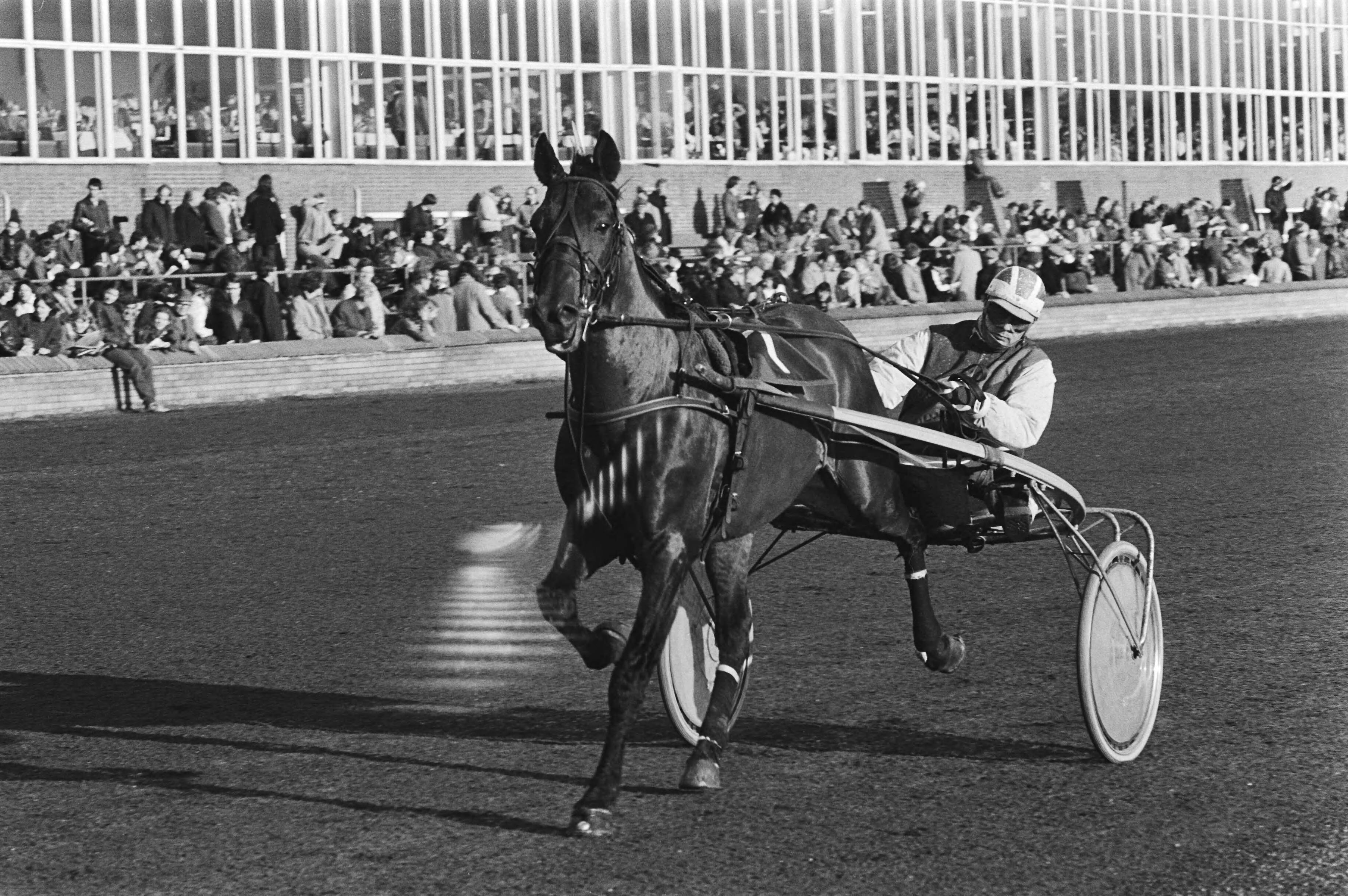 Fotocollectie Anefo — Hilversum, draverij om de Grote Kerstprijs, 26 nummer 9 Speedy Volita met Van Dooyeweerd eindigt als vijfde, 27 Nathan Oliver — Foto: Dijk, Hans van / Anefo. Licentie: Set B: Rechtenvrij / Publiek Domein. Bron: Nationaal Archief. http://hdl.handle.net/10648/acf11d0a-d0b4-102d-bcf8-003048976d84