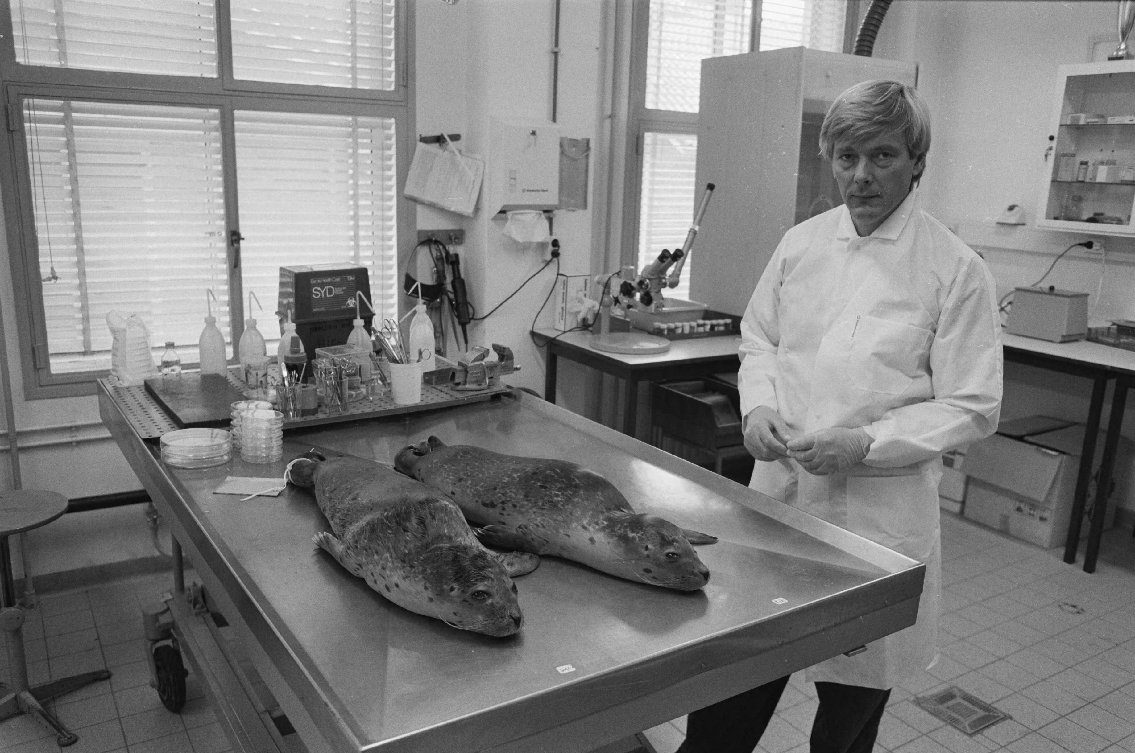 Onderzoek naar dode zeehonden uit Eco Mare (Texel) bij het Rijksinstituut voor Volksgezondheid en Milieu (RIVM) in Bilthoven — Dr. A. Osterhaus bij 2 dode zeehonden — Foto: Bogaerts, Rob / Anefo. Licentie: Set B: Rechtenvrij / Publiek Domein. Bron: Nationaal Archief. http://hdl.handle.net/10648/ad73c87c-d0b4-102d-bcf8-003048976d84