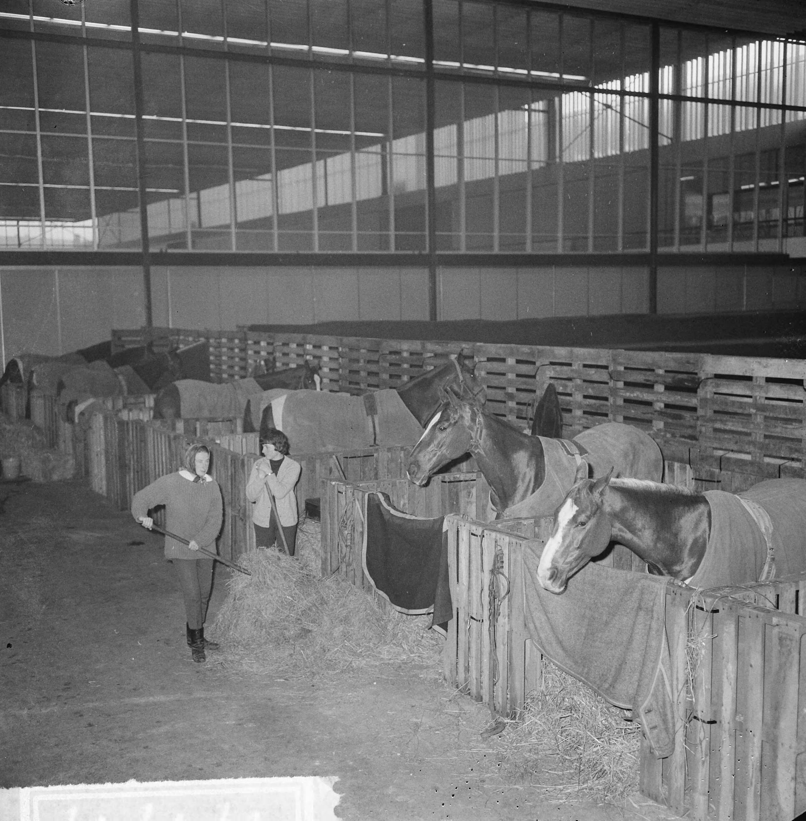Fotocollectie Anefo — Jumping Amsterdam, de stallen, de paarden worden verzorgd, Engelse dames bij hun paarden — Foto: Nijs, Jac. de / Anefo. Licentie: Set B: Rechtenvrij / Publiek Domein. Bron: Nationaal Archief. http://hdl.handle.net/10648/aa849ad8-d0b4-102d-bcf8-003048976d84