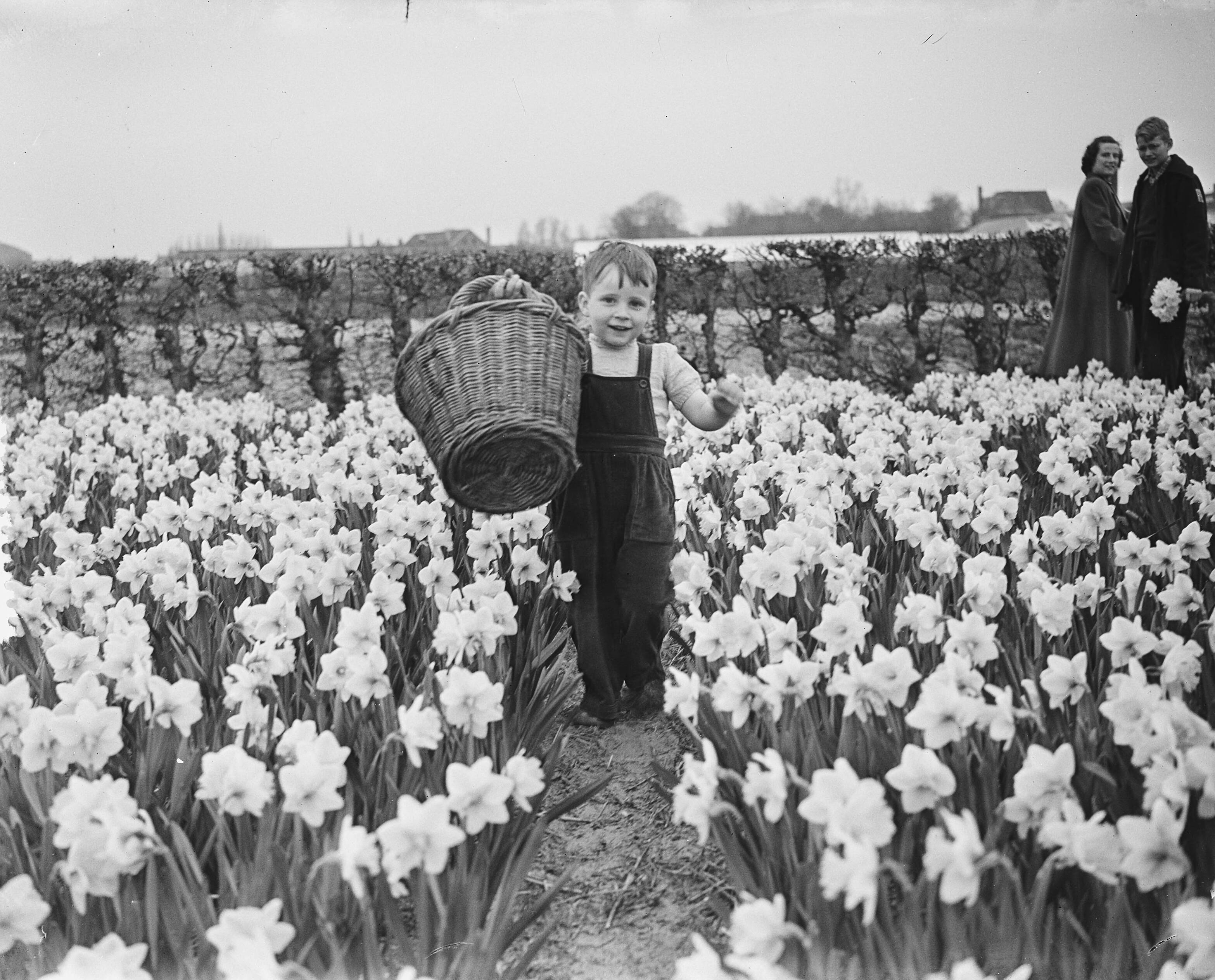Fotocollectie Anefo — Opnamen familie Smulders Voorburg. Jongetje met mand in een narcissenveld — Foto: Bilsen, Joop van / Anefo. Licentie: Set B: Rechtenvrij / Publiek Domein. Bron: Nationaal Archief. http://hdl.handle.net/10648/a90a2736-d0b4-102d-bcf8-003048976d84