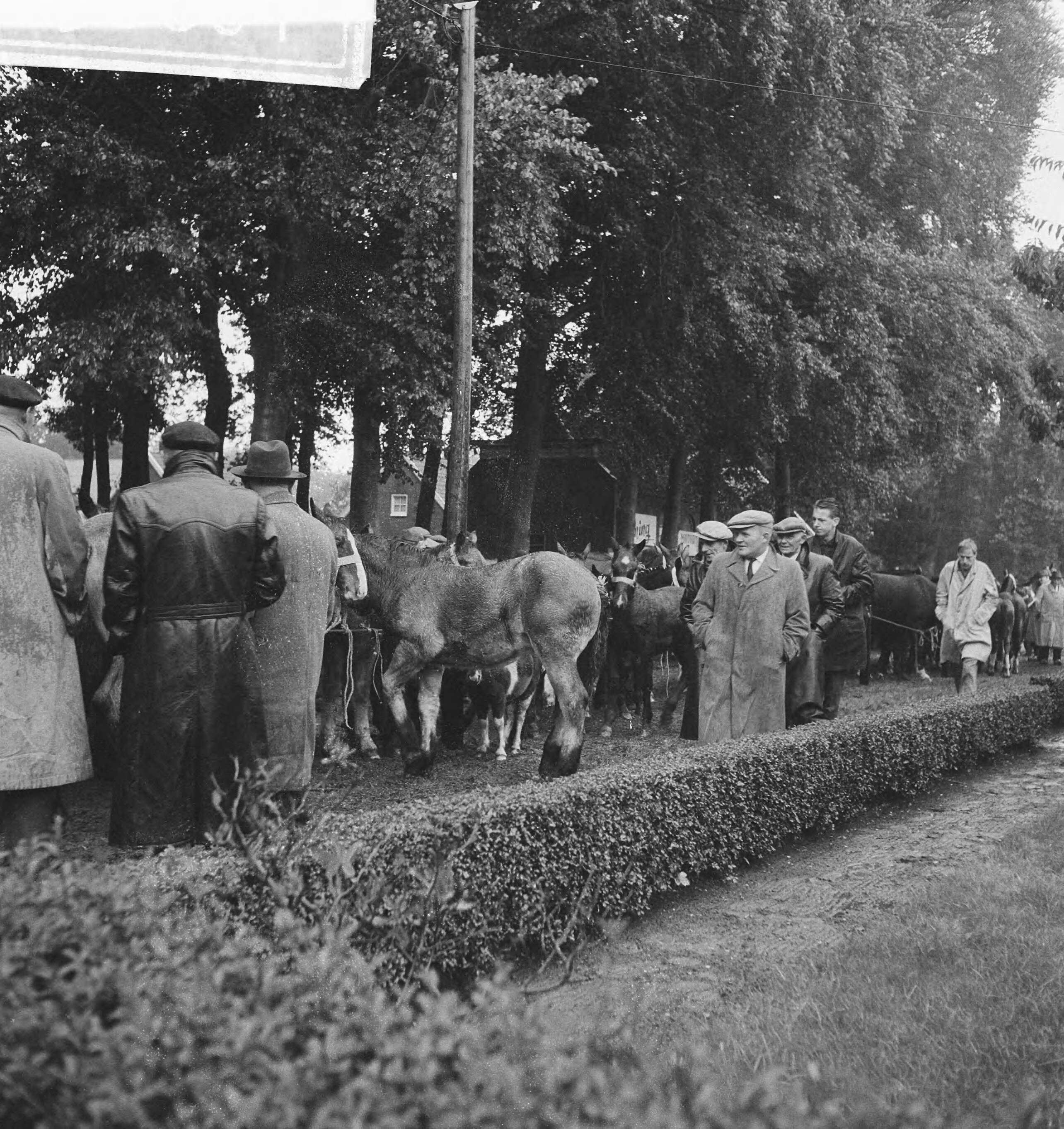 Fotocollectie Anefo — Paardemarkt in Zuidlaren — Foto: Koch, Eric / Anefo. Licentie: Set B: Rechtenvrij / Publiek Domein. Bron: Nationaal Archief. http://hdl.handle.net/10648/a9e7d2ca-d0b4-102d-bcf8-003048976d84