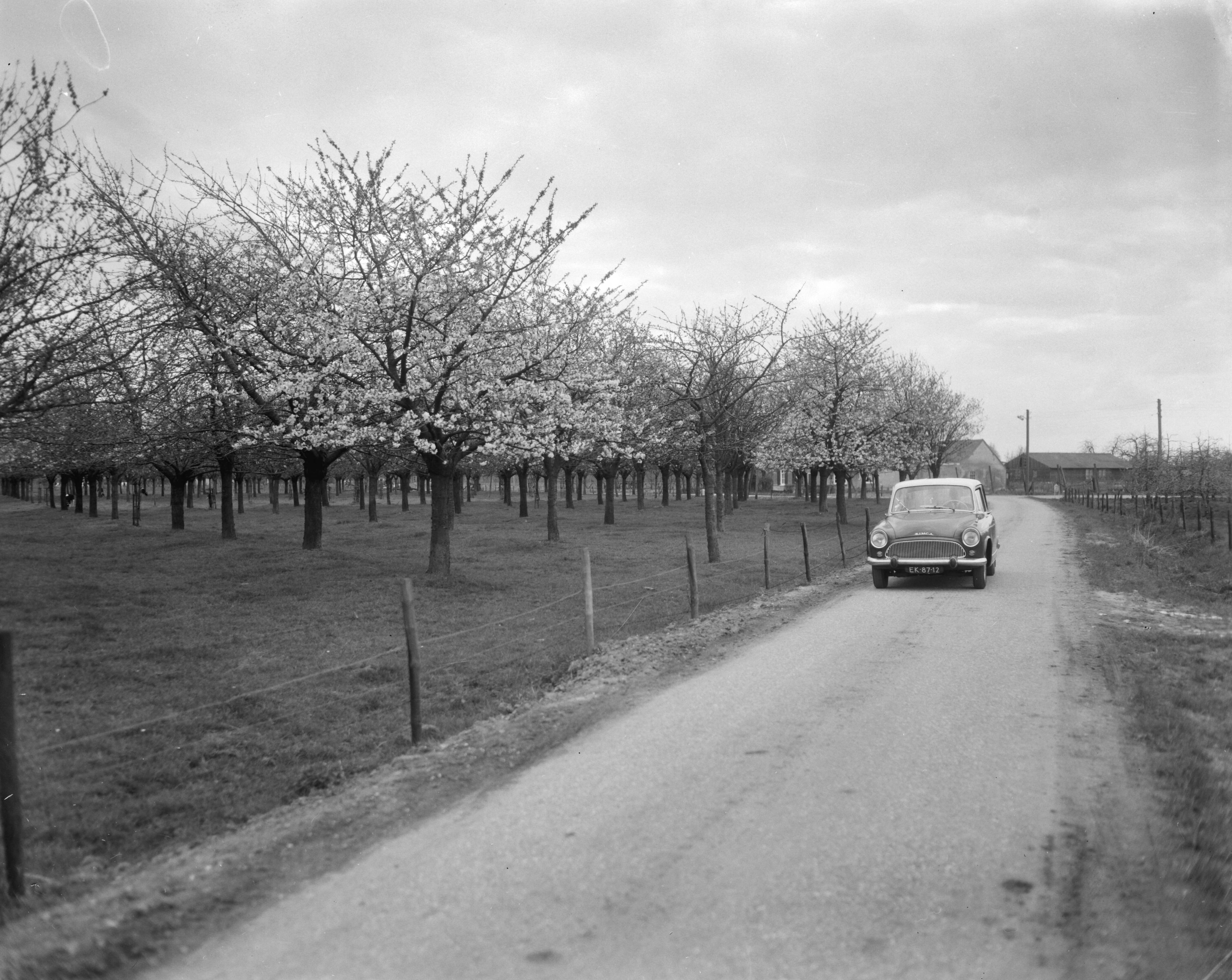 Fotocollectie Anefo — De eerste kersenboomgaarden in bloei, omgeving Bunnik (provincie Utrecht), bloeiende kersenboomgaard met langsrijdende auto — Foto: Bilsen, Joop van / Anefo. Licentie: Set B: Rechtenvrij / Publiek Domein. Bron: Nationaal Archief. http://hdl.handle.net/10648/aa6549a8-d0b4-102d-bcf8-003048976d84