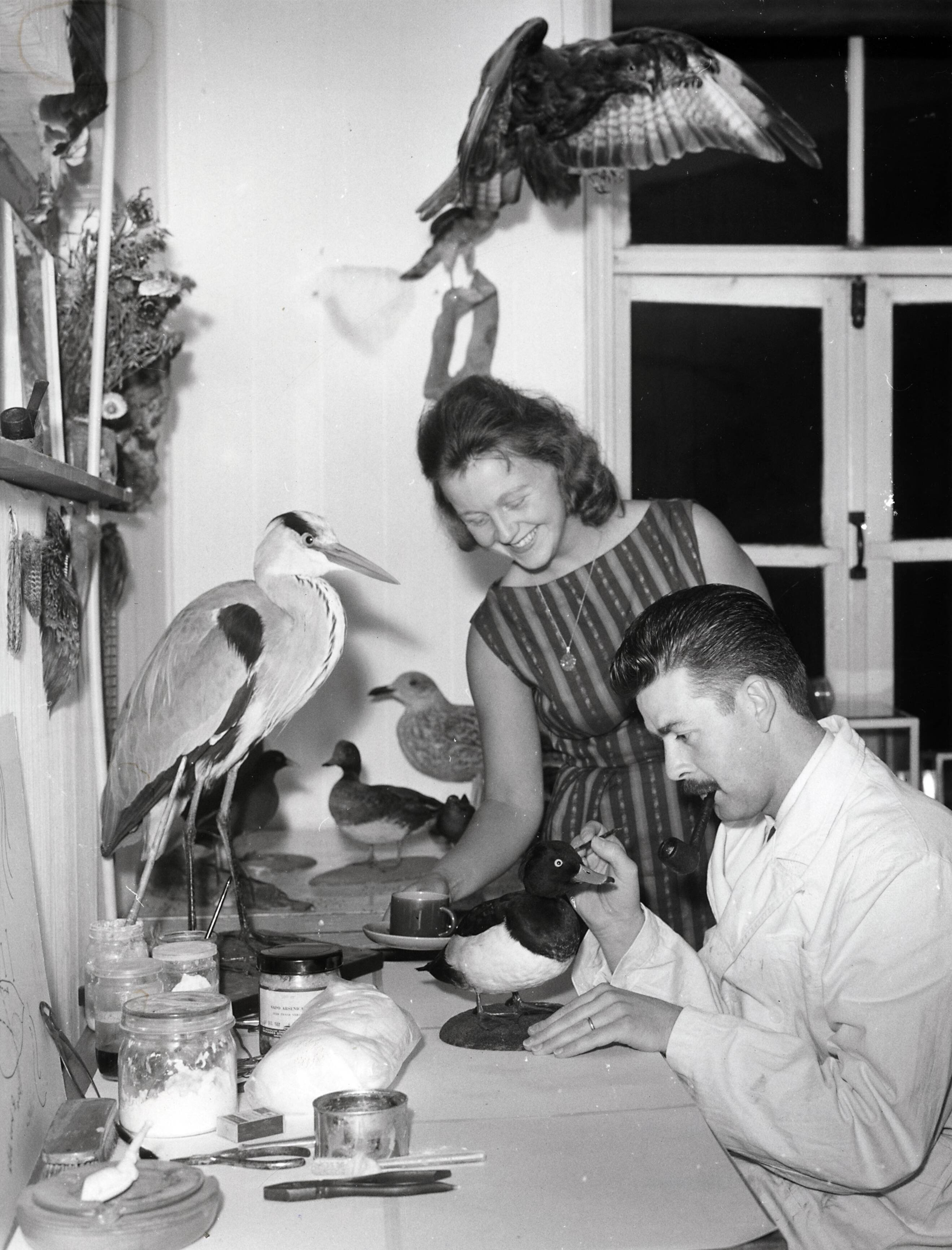 Collectie nader te bepalen — Drukkerij N.V. De Spaarnestad. Vrijetijdsbesteding personeel, prepareren van vogels (taxidermie), 1963 — Foto: Fotograaf Onbekend / Fotobureau onbekend / Spaarnestad Photo (05887). Licentie: Set B: Rechtenvrij / Publiek Domein. Bron: Nationaal Archief. http://hdl.handle.net/10648/35429da6-3e69-a382-e063-6df0900a6686