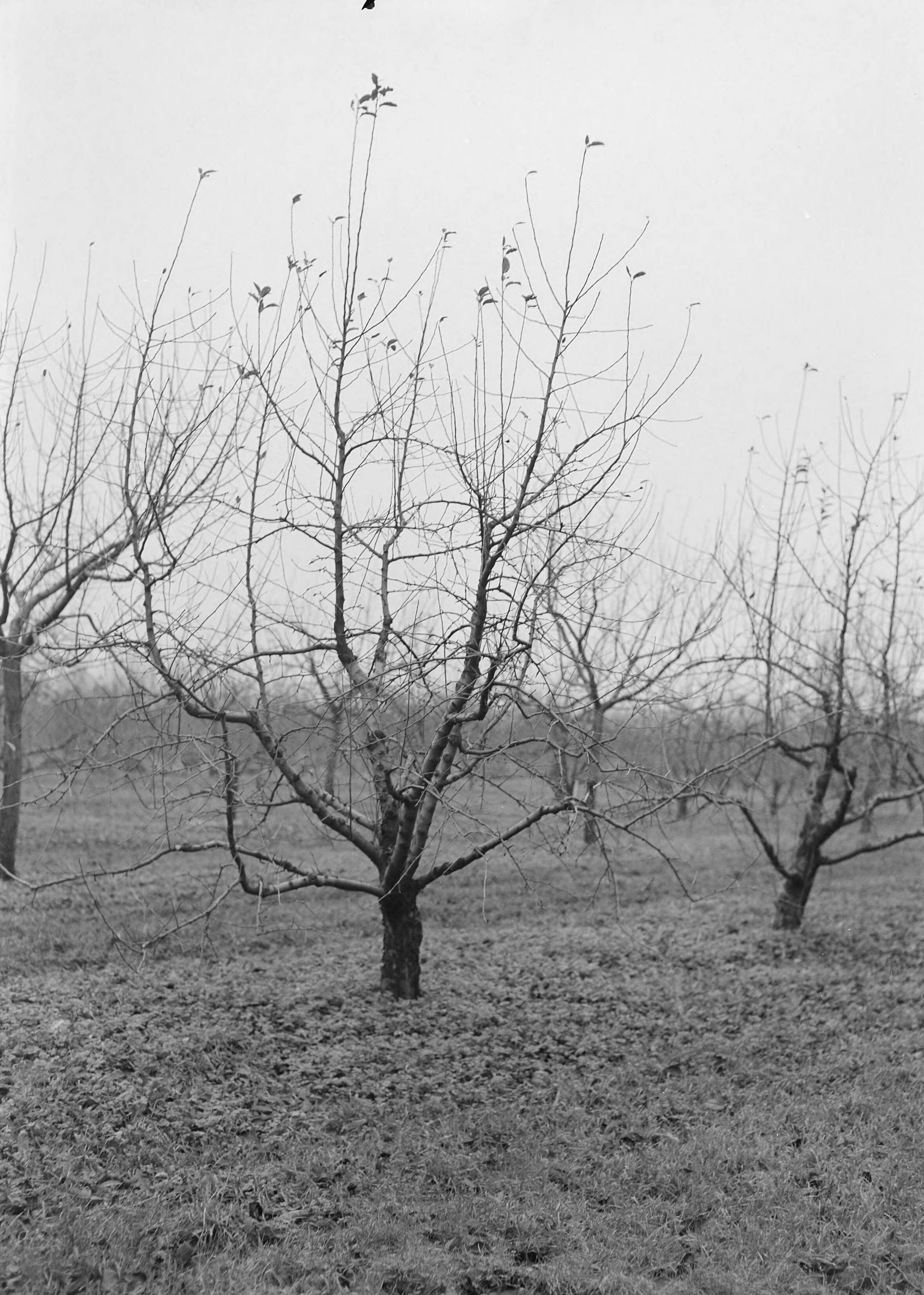Fotocollectie Nederlandse Heidemaatschappij — Golden Delicious in 1950 geënt op Arma Boelens op type XI — Foto: Eyssen, [...] / Heidemij. Licentie: Set B: Rechtenvrij / Publiek Domein. Bron: Nationaal Archief. http://hdl.handle.net/10648/ae761dd8-d0b4-102d-bcf8-003048976d84