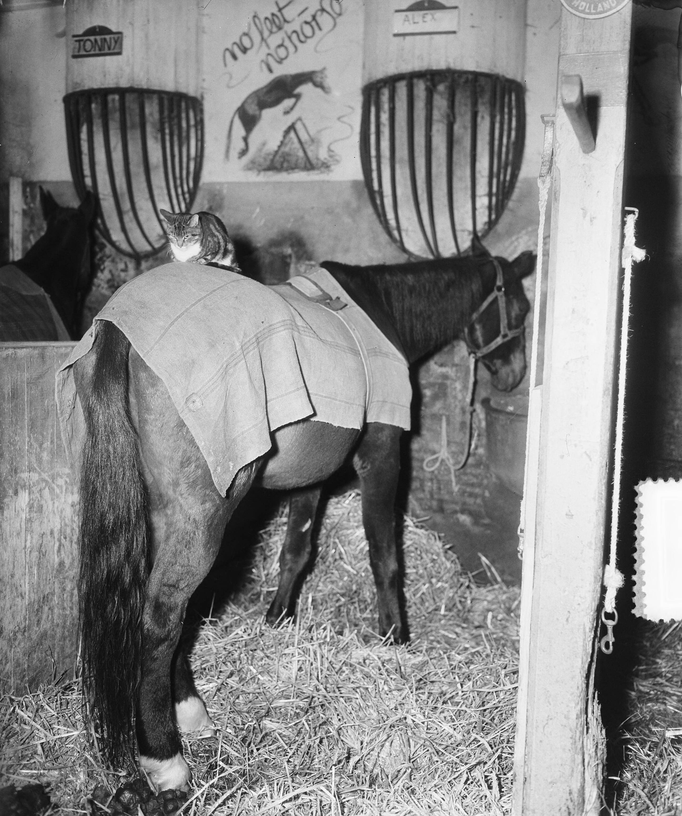 Fotocollectie Anefo — Kater slaapt op paardenrug — Foto: Pot, Harry / Anefo. Licentie: Set B: Rechtenvrij / Publiek Domein. Bron: Nationaal Archief. http://hdl.handle.net/10648/a90293ae-d0b4-102d-bcf8-003048976d84