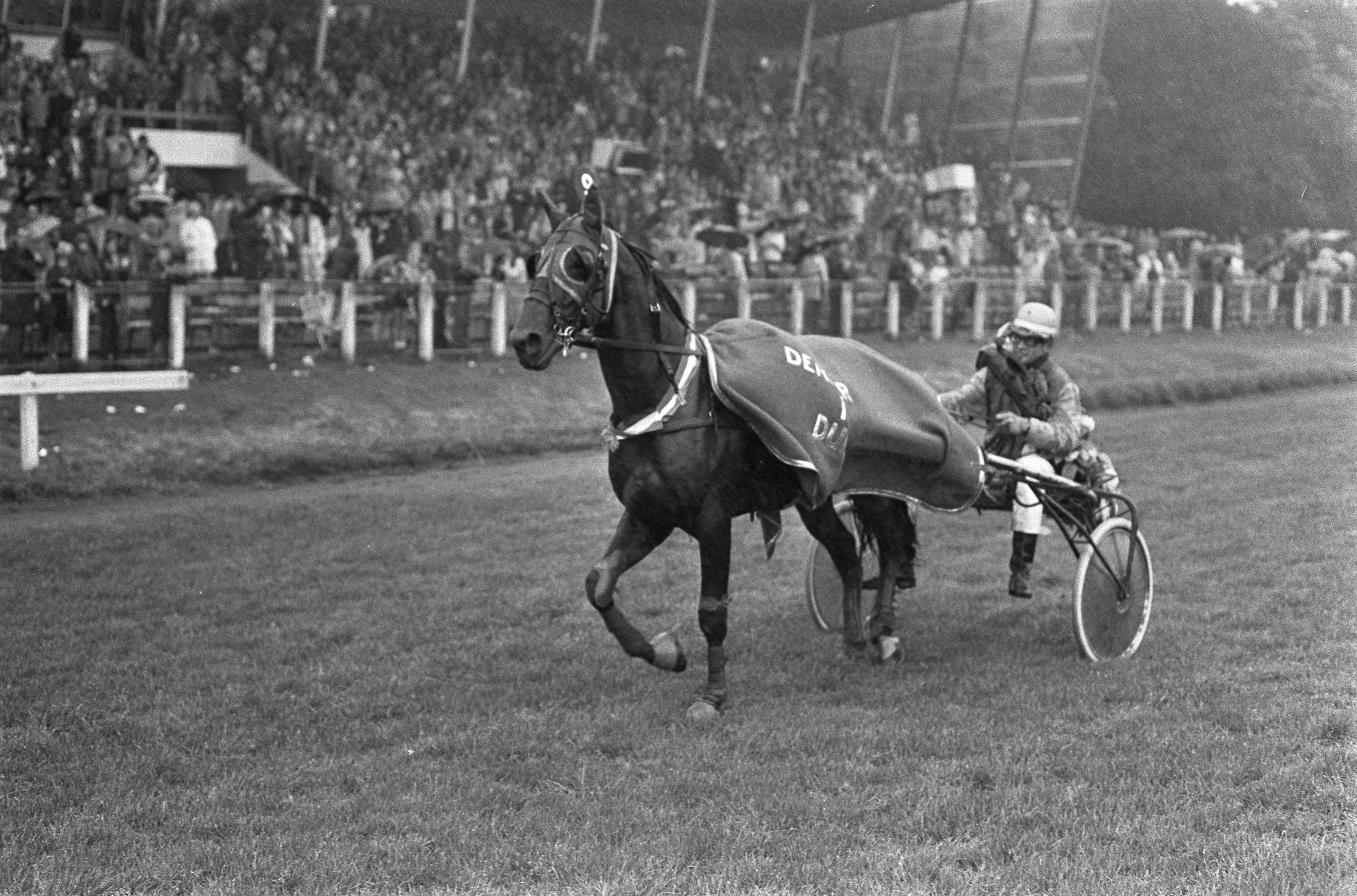 Fotocollectie Anefo — Derby voor dravers op Duindigt, winnaar Lento H. met rijder Wim Velis — Foto: Peters, Hans / Anefo. Licentie: Set B: Rechtenvrij / Publiek Domein. Bron: Nationaal Archief. http://hdl.handle.net/10648/ac335e00-d0b4-102d-bcf8-003048976d84