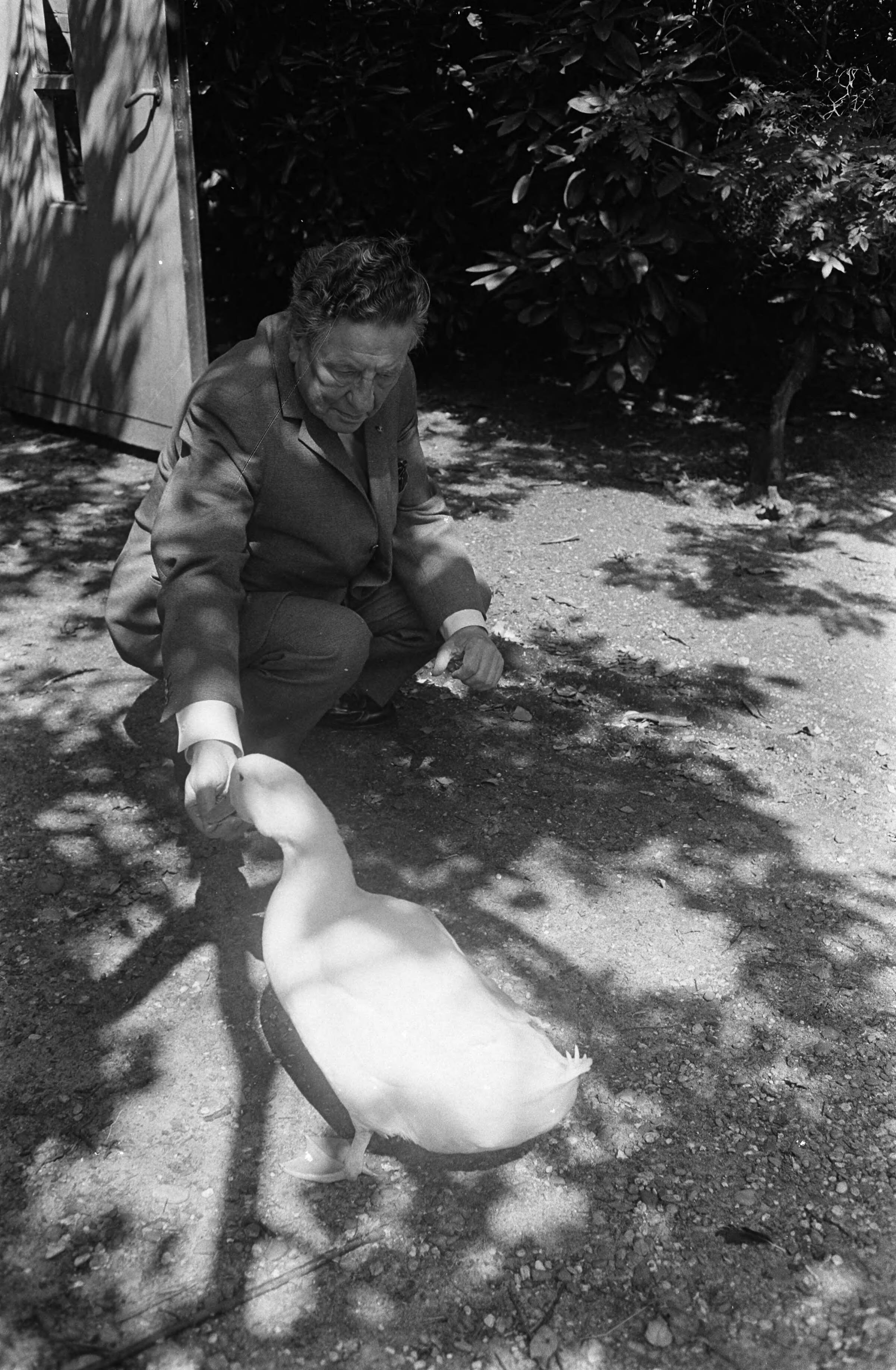 Willem Vogt, radiopionier, oprichter en oud-directeur van de AVRO viert zijn 80e verjaardag — Willem Vogt poseert in zijn tuin te Blaricum waar hij een gans voert — Foto: Fotograaf Onbekend / Anefo. Licentie: Set B: Rechtenvrij / Publiek Domein. Bron: Nationaal Archief. http://hdl.handle.net/10648/ab4a0520-d0b4-102d-bcf8-003048976d84
