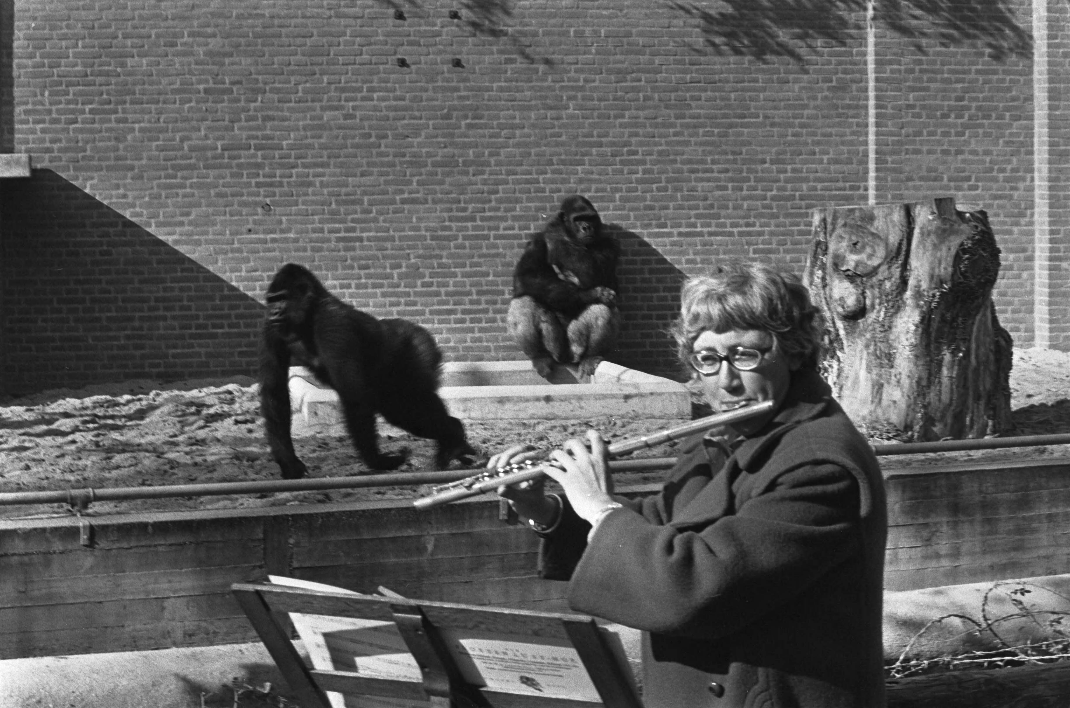 Fotocollectie Anefo — Ellen Mac Gillavry (concertfluitiste) speelt voor gorillas in Wassenaars Dierenpark. Ellen Mac Gillavry bij de gorillas — Foto: Mieremet, Rob / Anefo. Licentie: Set B: Rechtenvrij / Publiek Domein. Bron: Nationaal Archief. http://hdl.handle.net/10648/ac56825e-d0b4-102d-bcf8-003048976d84