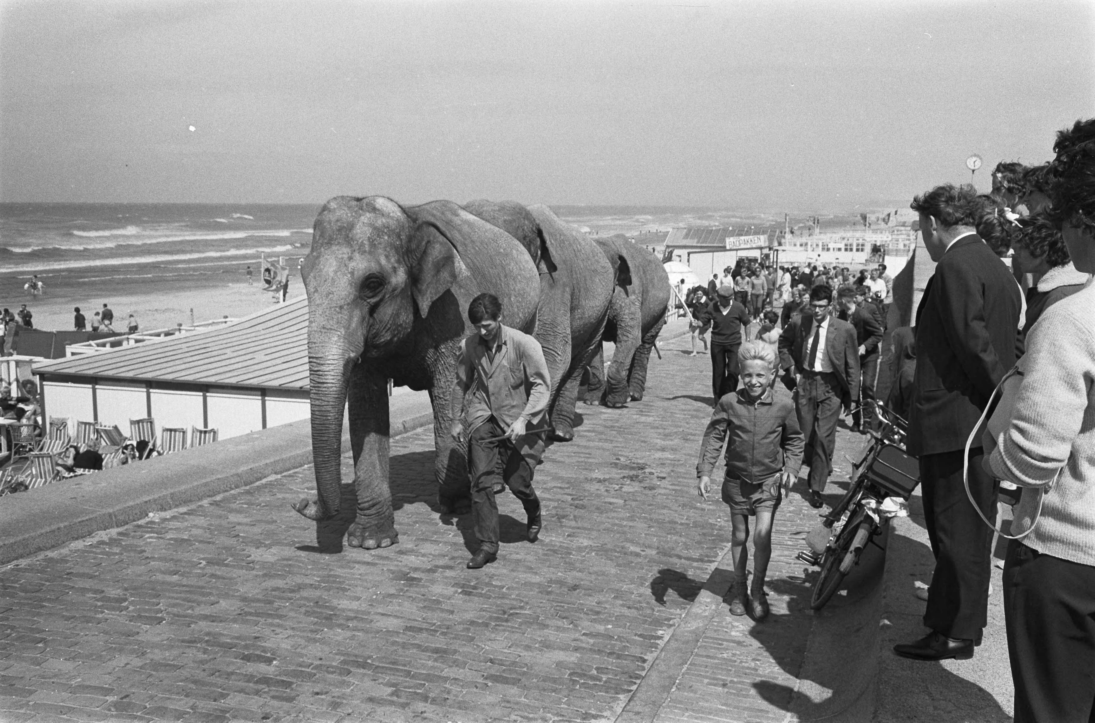 Fotocollectie Anefo — Zandbouwwedstrijd te Scheveningen. Olifanten van circus Strassburger op het strand — Foto: Pot, Harry / Anefo. Licentie: Set B: Rechtenvrij / Publiek Domein. Bron: Nationaal Archief. http://hdl.handle.net/10648/aa13cc7c-d0b4-102d-bcf8-003048976d84