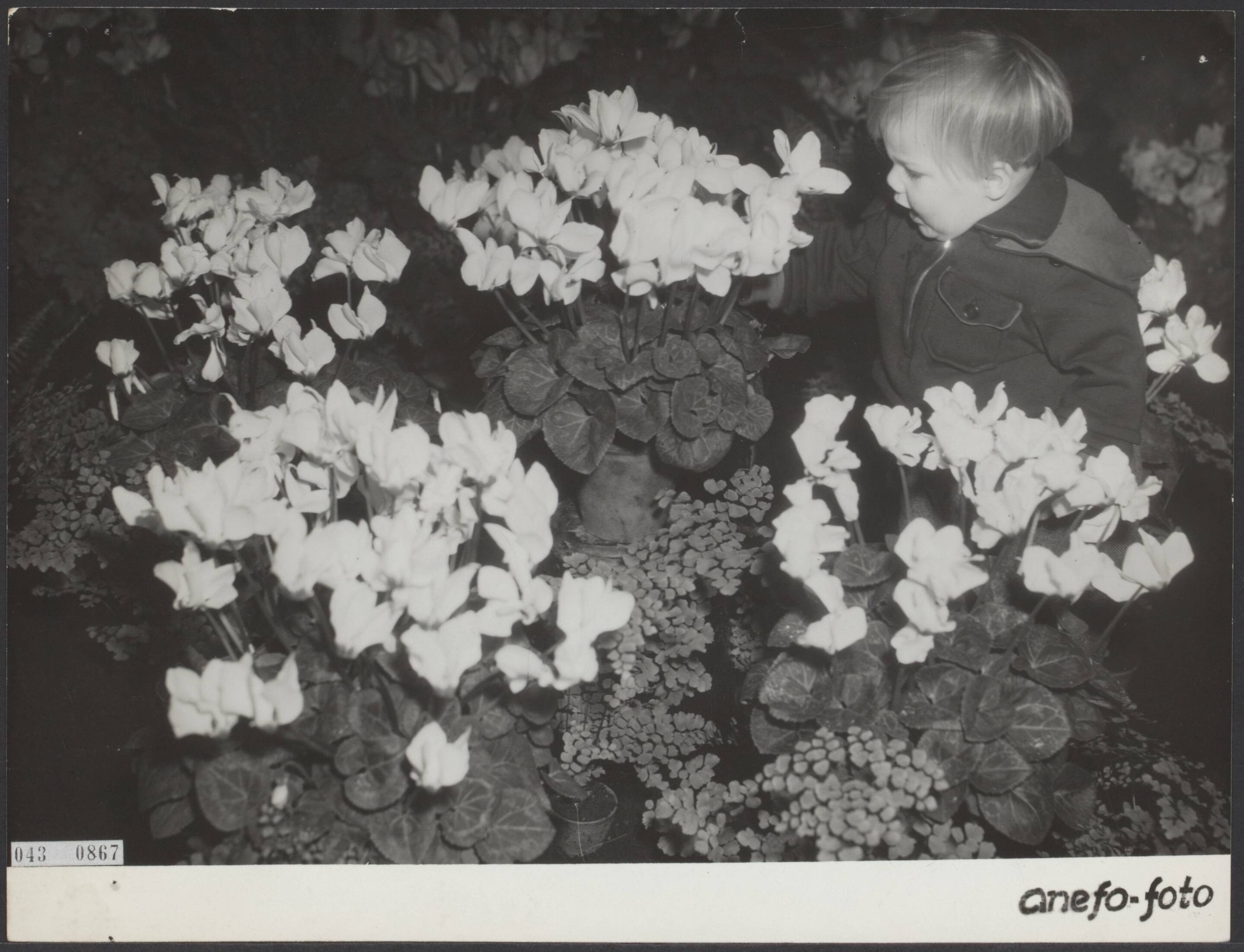 Fotocollectie Elsevier Binnenland — Grote chrysanten- en cyclametentoonstelling in het gebouw van de centrale bloemenveiling te Aalsmeer. Een klein meisje tussen de cyclamen — Foto: Fotograaf Onbekend / Anefo. Licentie: Set B: Rechtenvrij / Publiek Domein. Bron: Nationaal Archief. http://hdl.handle.net/10648/adf98098-d0b4-102d-bcf8-003048976d84